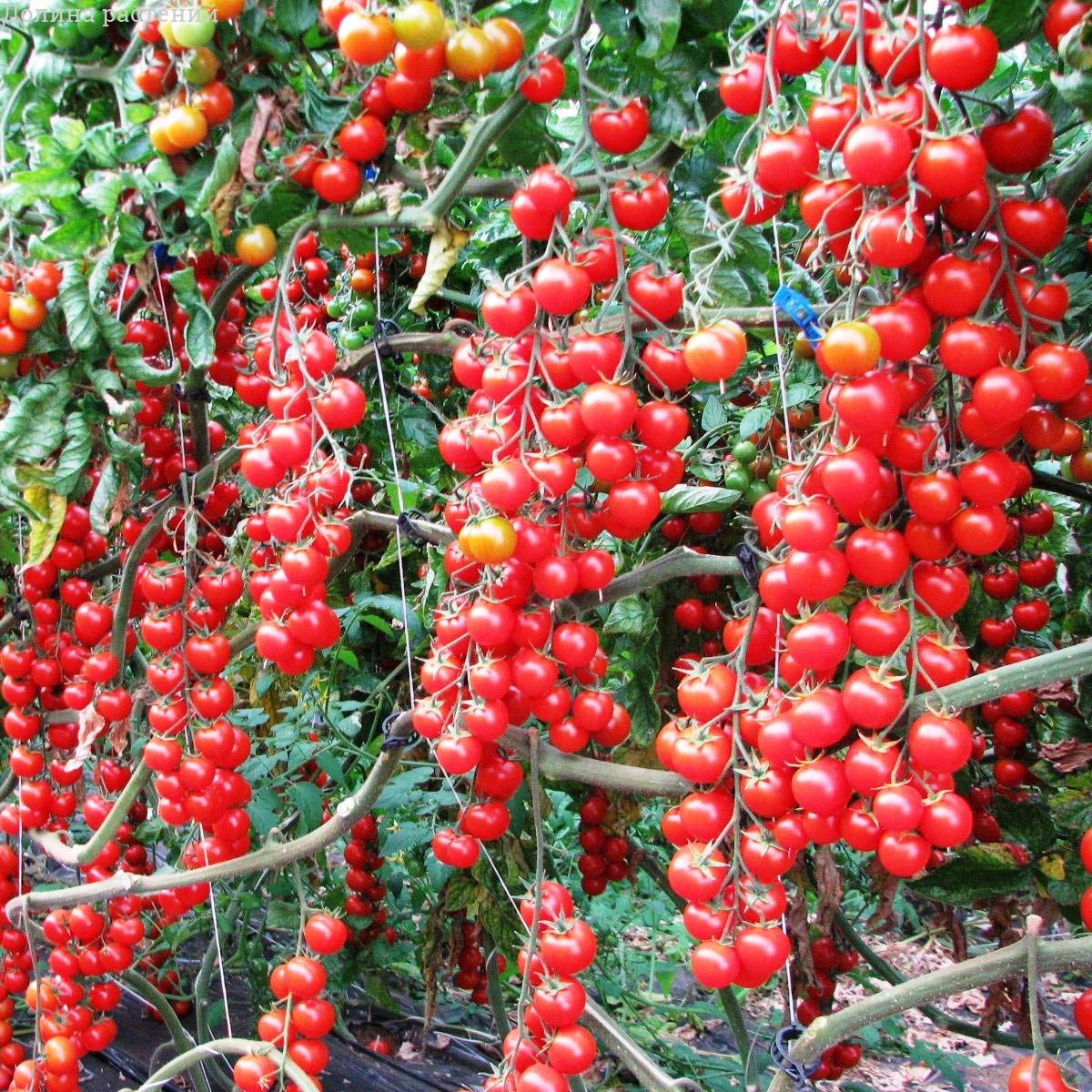 Organic Red Vine Tomato Seeds - Non-GMO Heirloom Variety for Home Garden (50 Seeds) - Perfect for Fresh Salads, Sauces & Canning