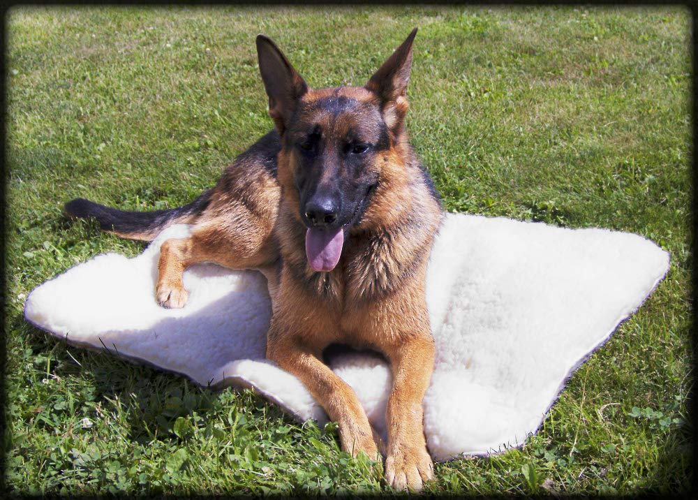 ActiveDogs Orthopedic Dog Bed - Small 18