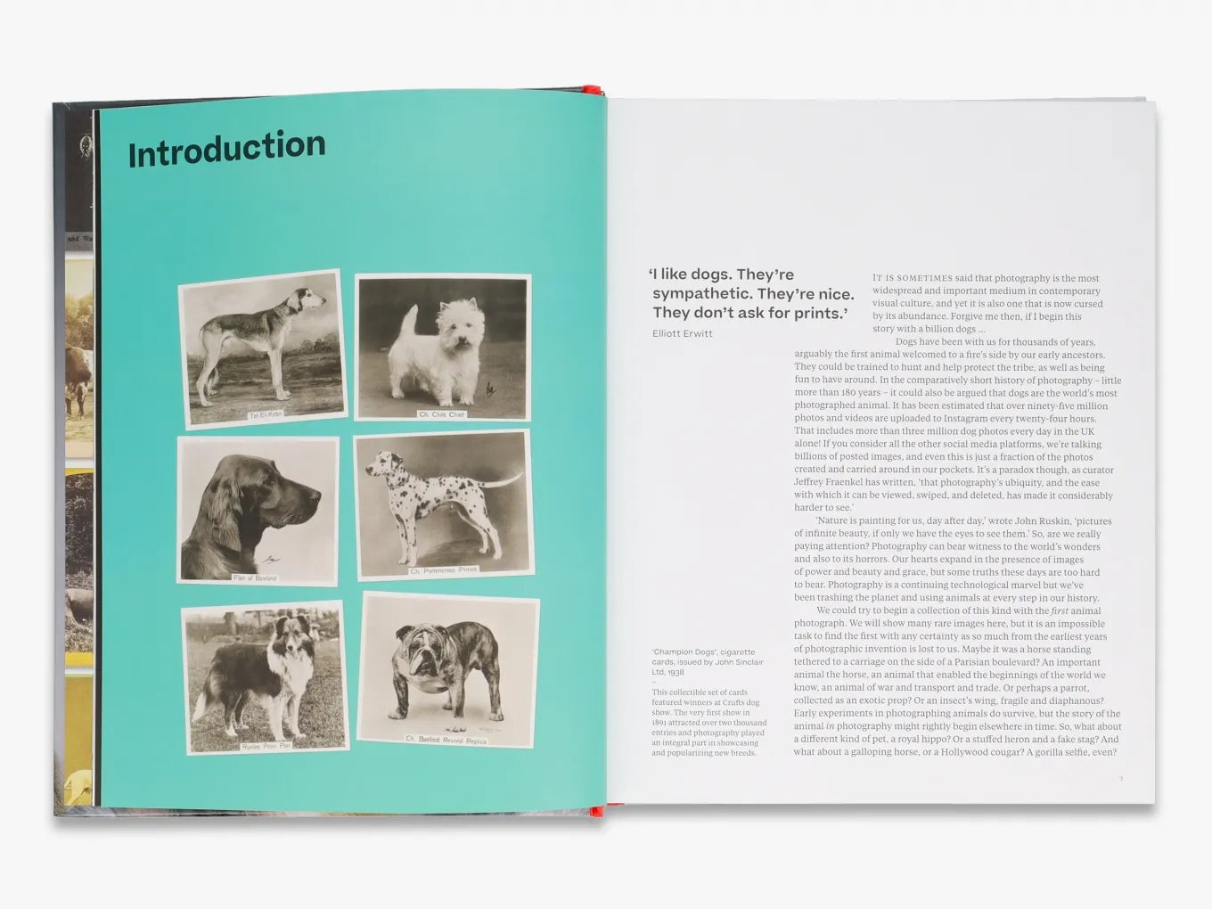 Why We Photograph Animals - Exploring the Beauty of Wildlife Photography for Nature Lovers and Conservationists | Perfect for Wall Art, Gifts, and Educational Purposes