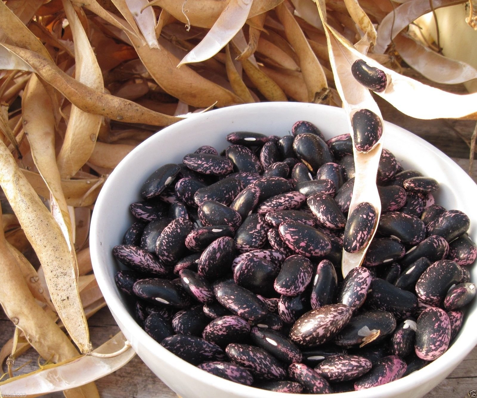 Organic Scarlet Emperor Runner Bean Seeds - Non-GMO British Heirloom Variety, 50 Count | Perfect for Home Gardening, Vertical Trellis Planting & Sustainable Farming