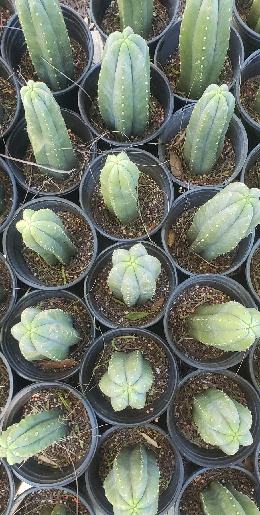 EC06 Exact Trichocereus Pachanoi Jiimz Juul Cactus Cuttings & Potted Plants (6-24 inches) - Perfect for Home Decor, Gardening, and Spiritual Ceremonies