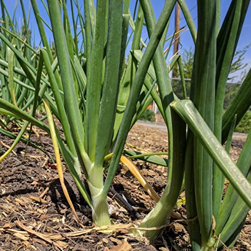 Organic Walla Walla Sweet Onion Seeds - Large 5-6 Inch White Onions - Non-GMO, Heirloom Variety for Home Gardening - Perfect for Salads, Grilling & Caramelizing (50 Seeds Pack)