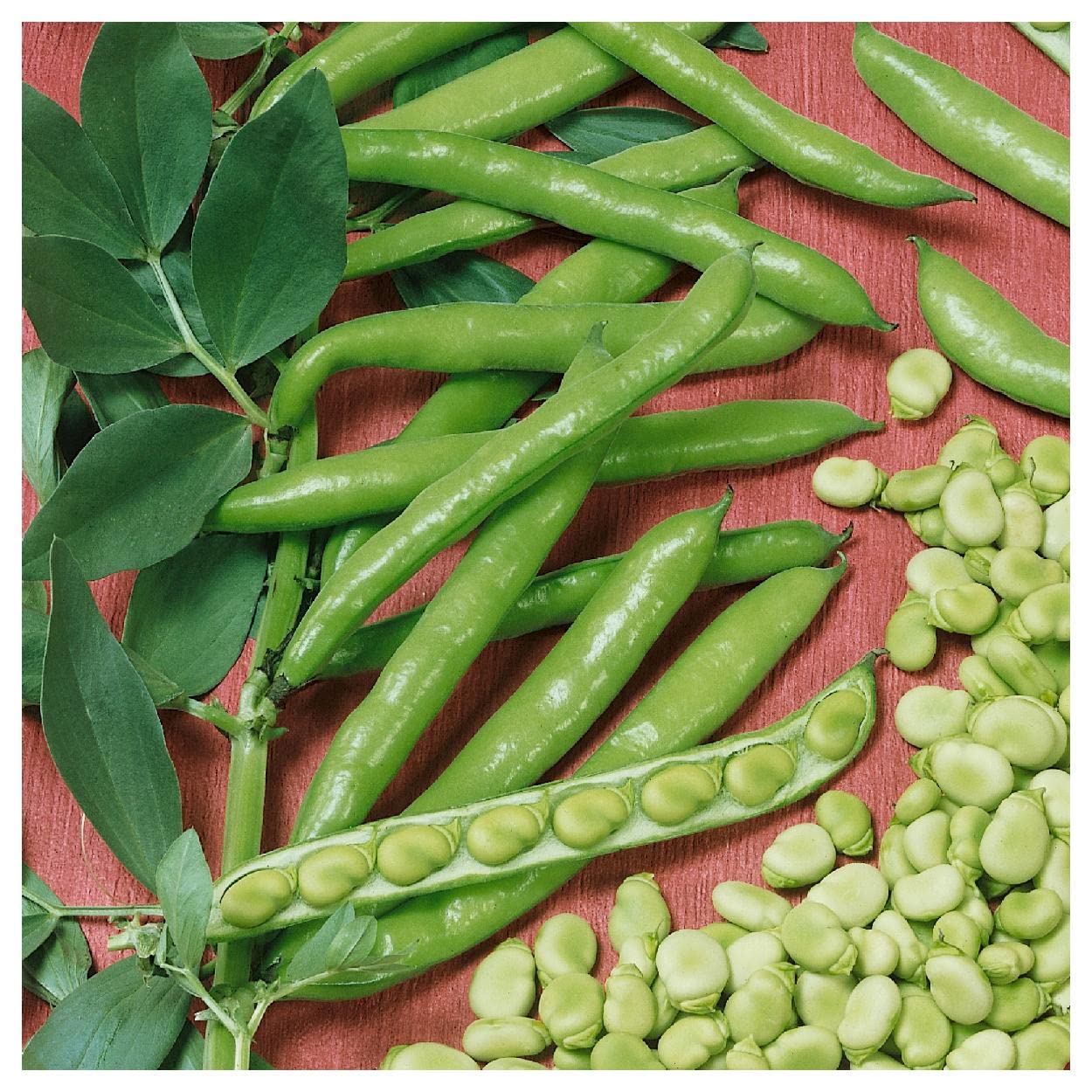 20 Organic Fava Broad Windsor Fava Bean Seeds - Non-GMO, Heirloom Variety - Perfect for Home Gardening, Cooking & Healthy Recipes - Everwilde Farms Gold Vault Packet