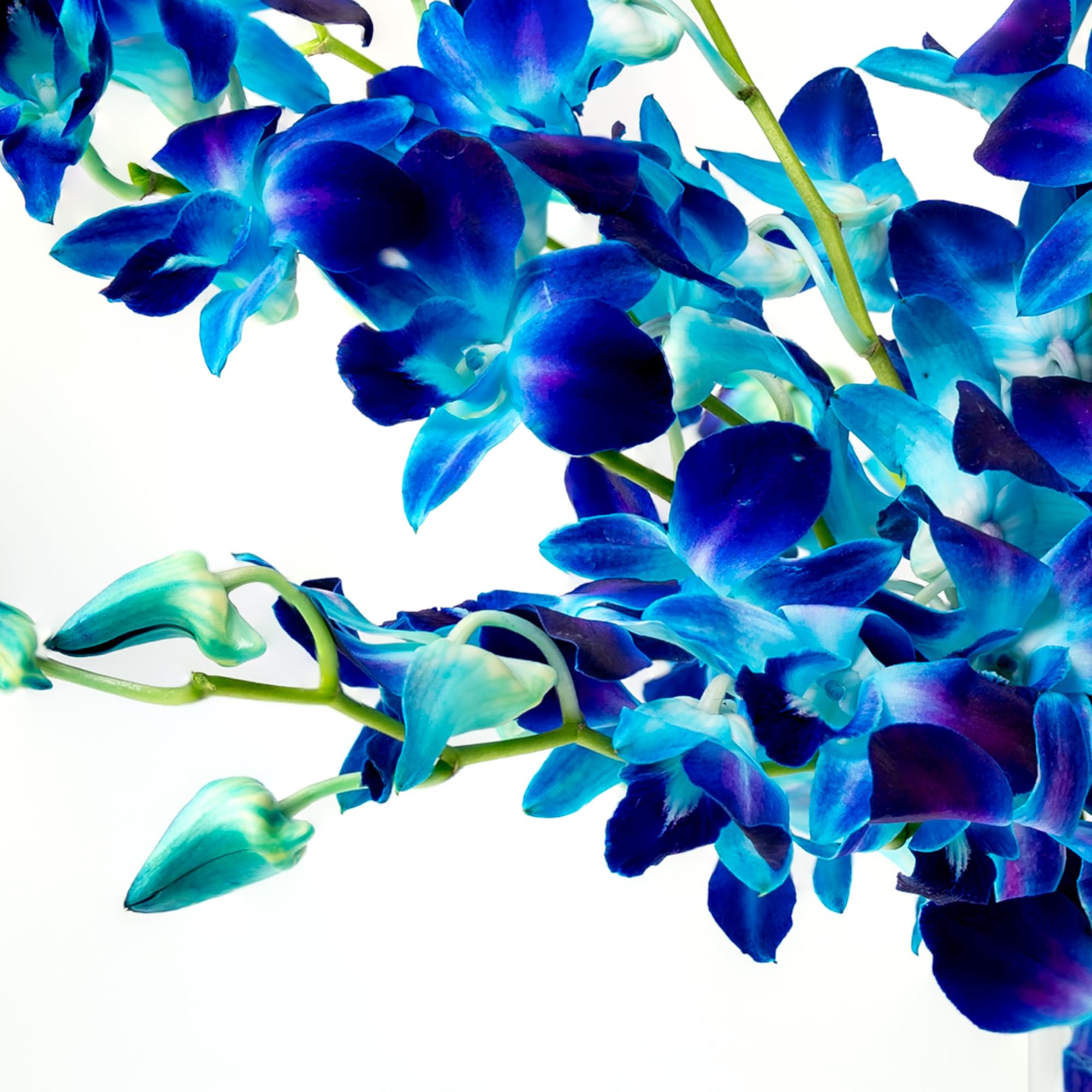 Premium Fresh Cut Blue Orchid Bouquet - 10 Stems Wedding Flowers for Birthdays, Anniversaries & Special Gifts | Long-Lasting Elegant Floral Arrangement for Home Decor, Centerpieces & Romantic Surprises