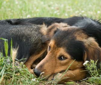 Calming Chews for Anxious Puppies & Dogs - Natural Stress & Anxiety Relief Treats with Valerian - Behavior Support & Relaxation Aid - 90 Soft Chews per Bottle - Perfect for Thunderstorms, Travel & Separation Anxiety