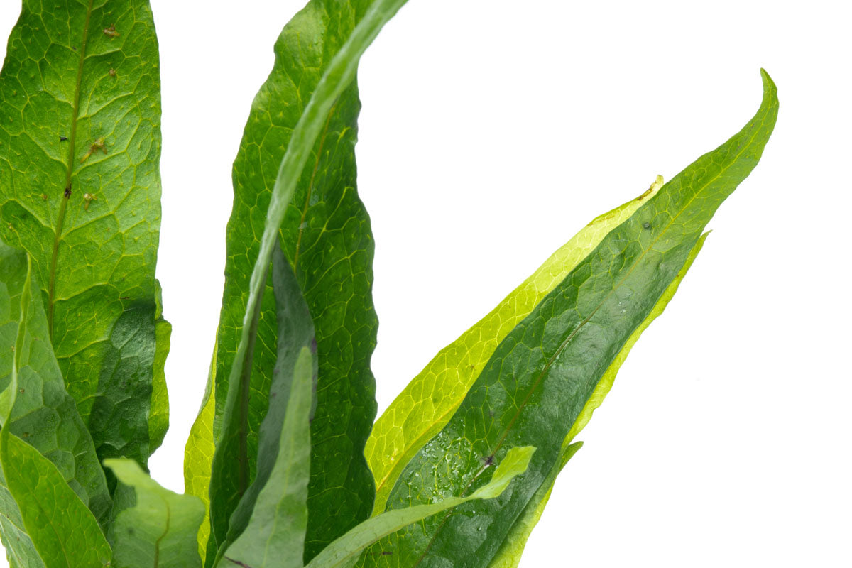 Microsorum Pteropus Java Fern on Driftwood - Perfect for Aquascaping & Natural Fish Tank Decor