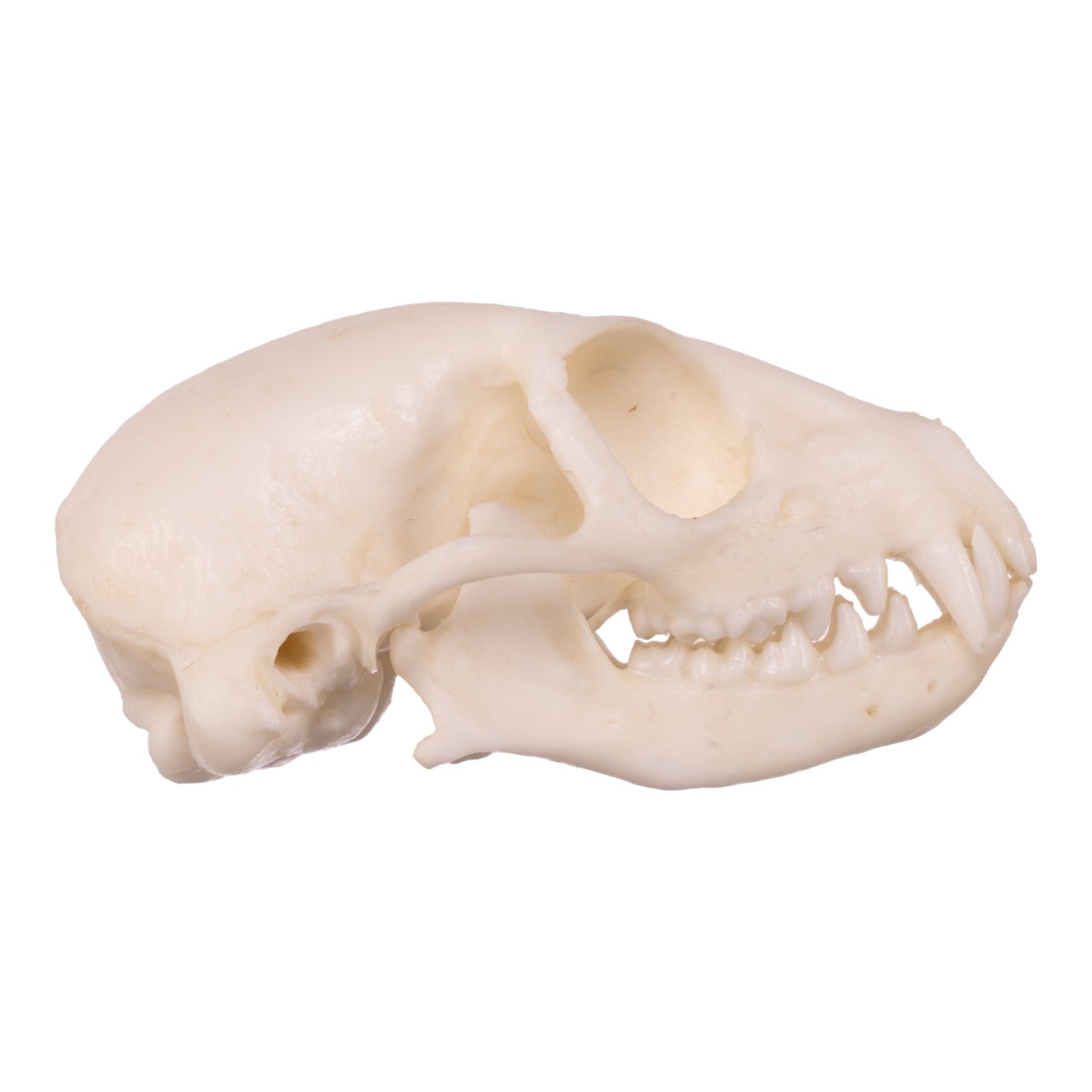 Authentic Replica Meerkat Skull - High-Quality Animal Skull Model for Science Education, Home Decor & Halloween Props