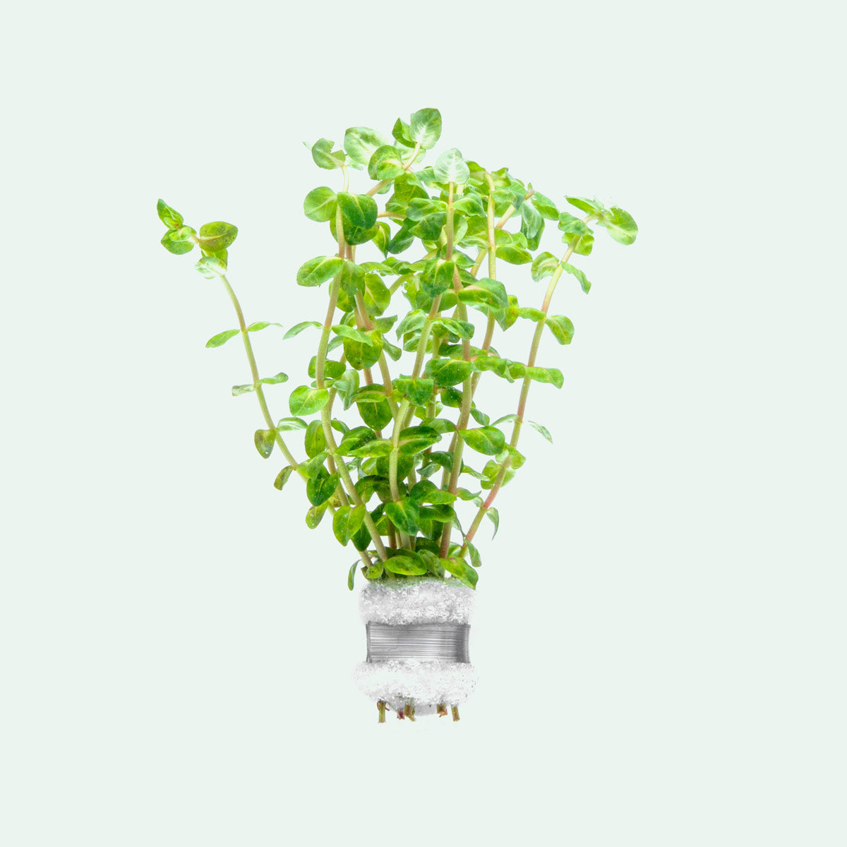 Rotala Sp. Pearl - Live Aquarium Plants for Freshwater Fish Tanks | Perfect for Aquascaping, Nano Tanks & Shrimp Habitats