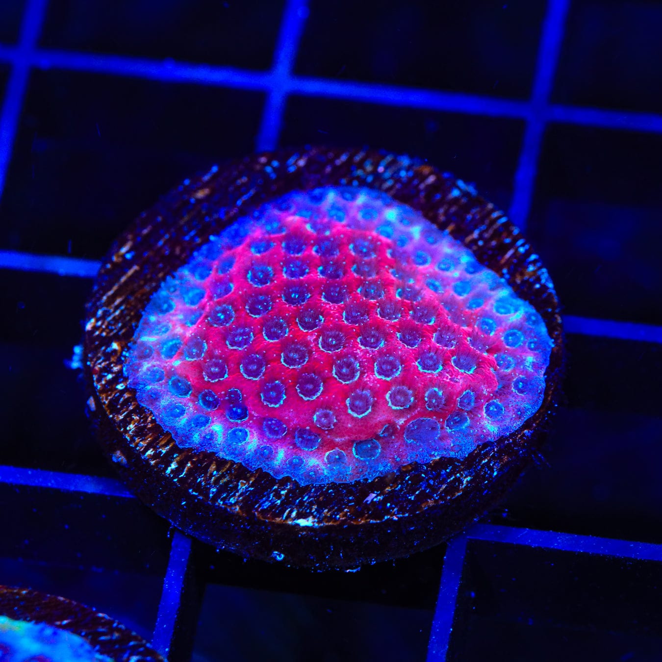 Darth Maul Porites Coral for Saltwater Aquariums - Vibrant Red & Black SPS Coral for Reef Tanks - Perfect for Marine Aquascaping & Coral Propagation
