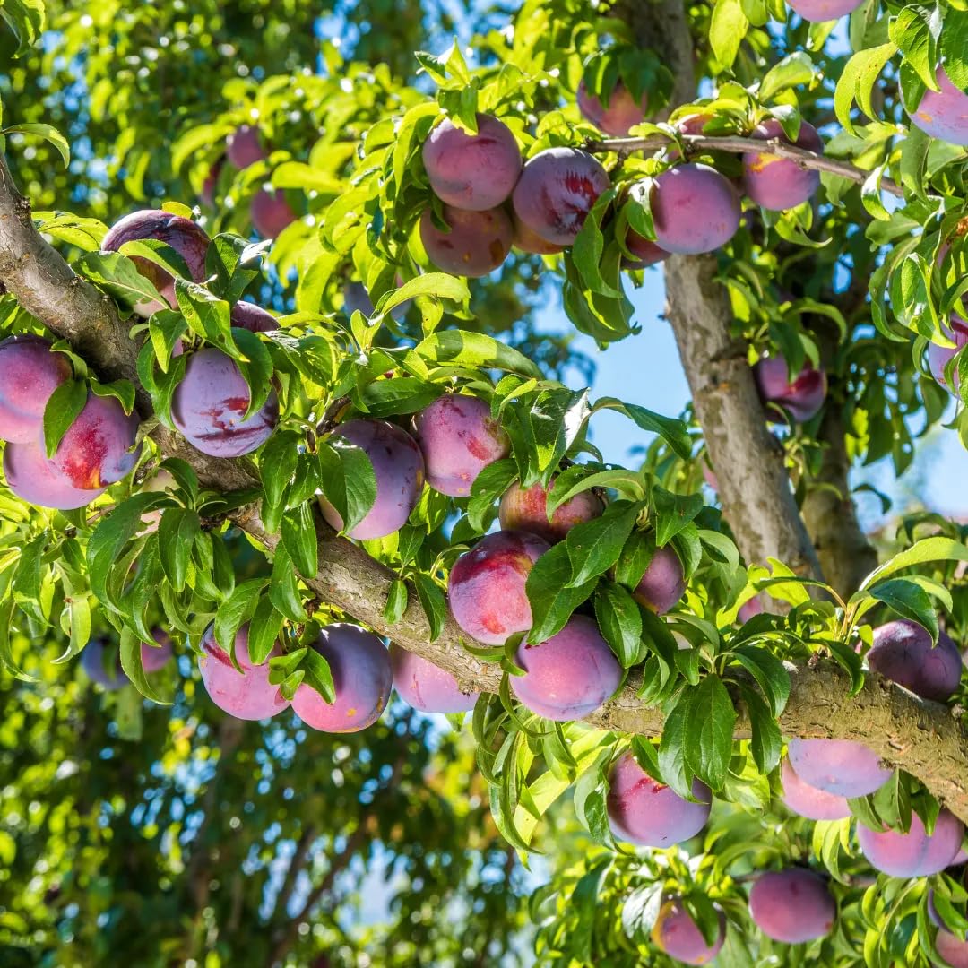 10+ Wild Plum Tree Seeds for Planting - Non-GMO Prunus Americana Perennial Fruit Seeds for Outdoor Gardens | Perfect for Home Orchards, Landscaping & Wildlife Habitats