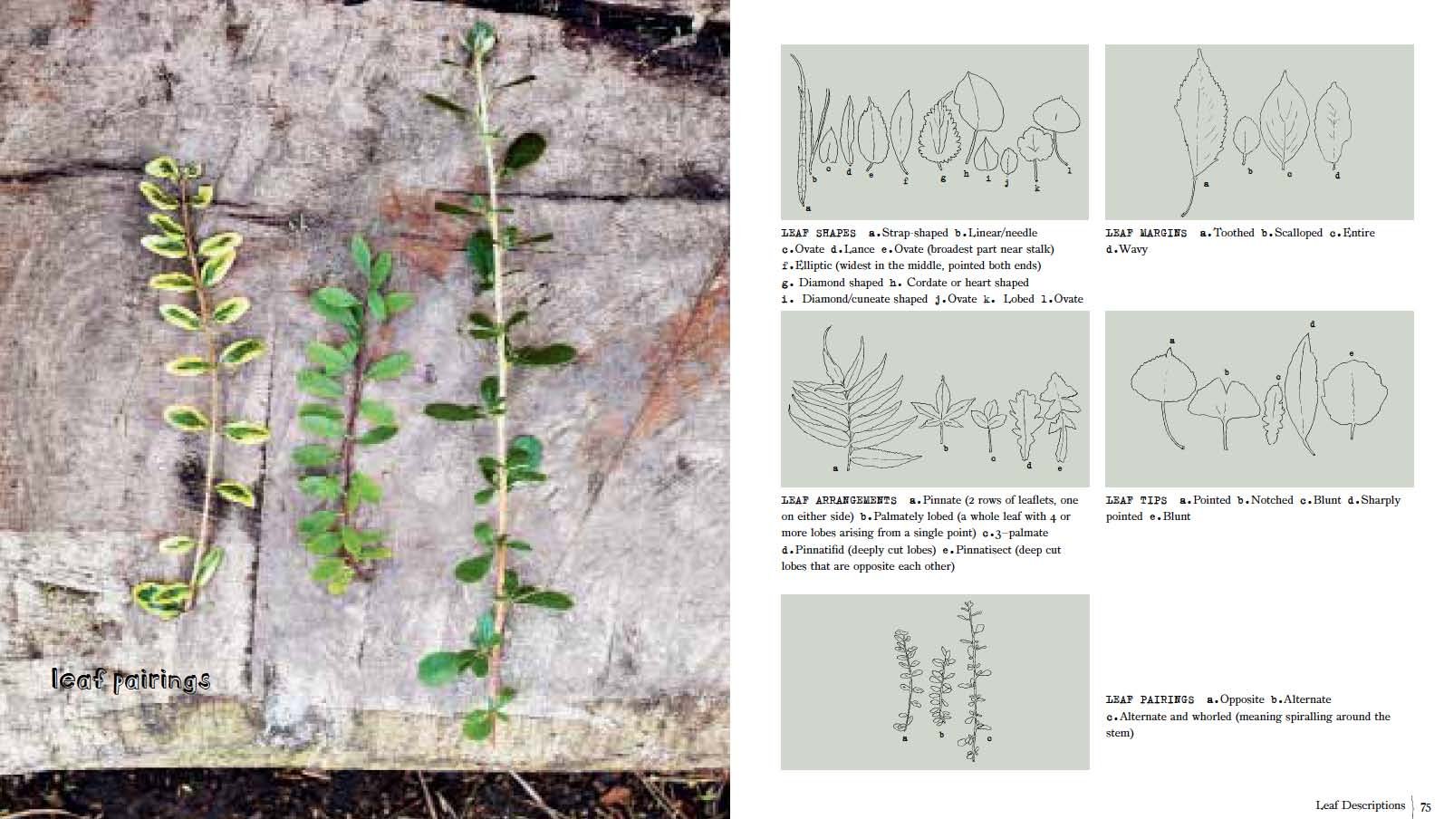 Thrifty Forager Guide: How to Live Off Your Local Landscape - Wild Edible Plants Identification & Sustainable Foraging Tips for Outdoor Survival and Homesteading