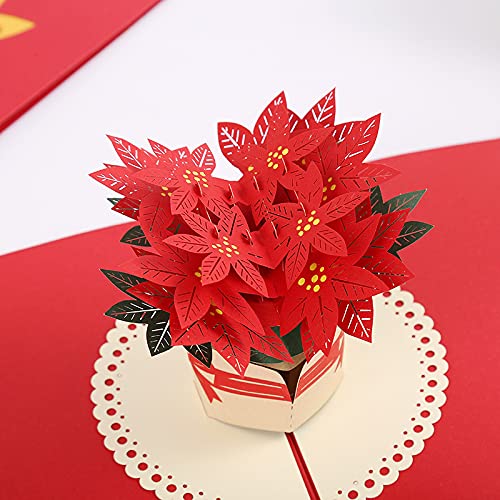 Poinsettia
