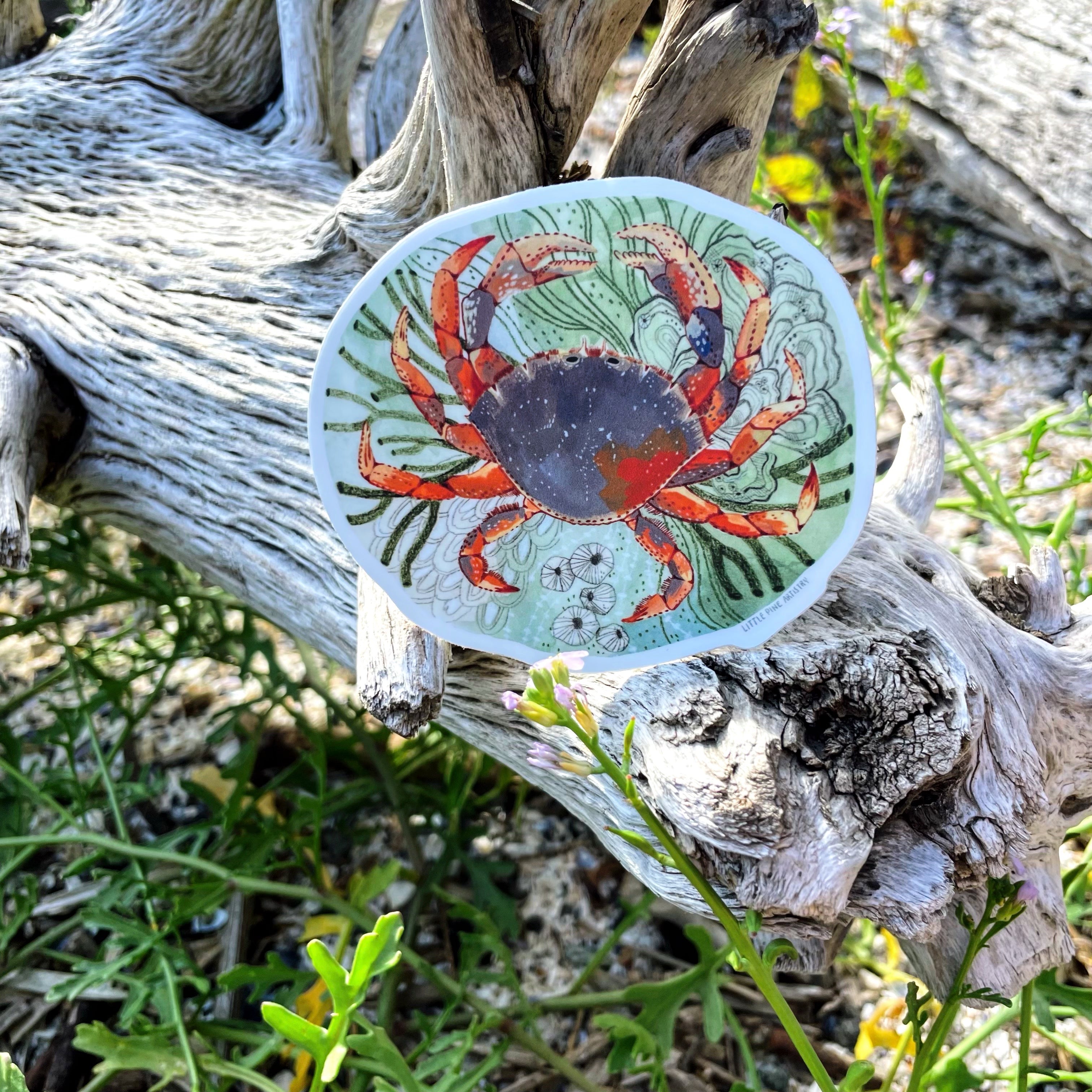 Tide Pool Crab Sticker - Waterproof Vinyl Decal for Laptops, Water Bottles & Marine Decor - Perfect for Beach Lovers & Ocean Enthusiasts