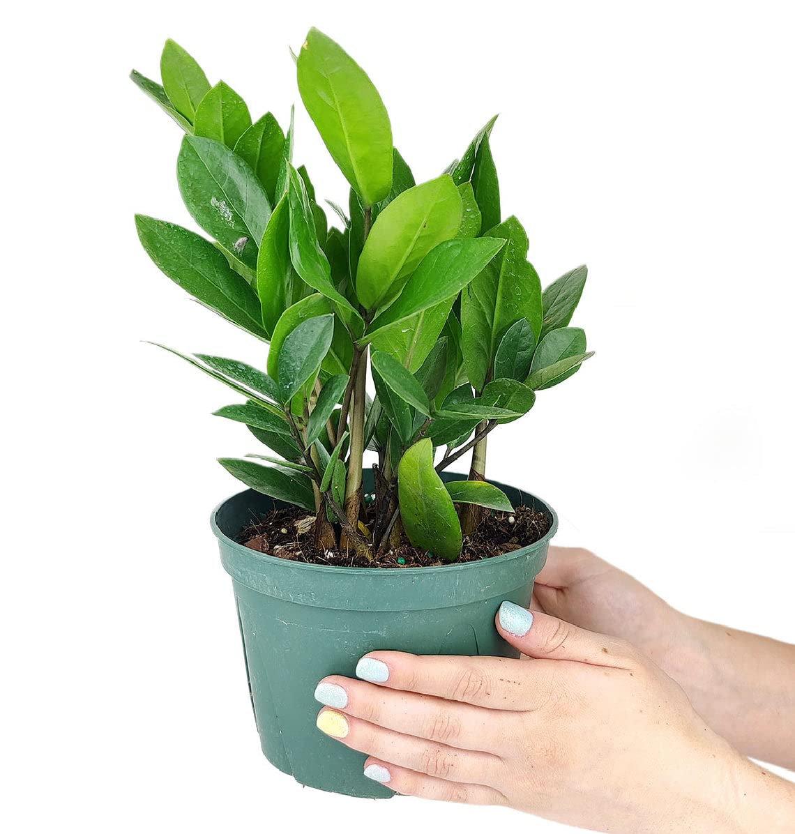 ZZ Plant (4