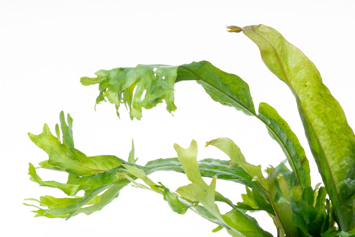 Microsorum Pteropus Coral - Java Fern Aquatic Plant for Freshwater Aquariums | Perfect for Aquascaping, Fish Tanks & Low-Light Aquarium Decor