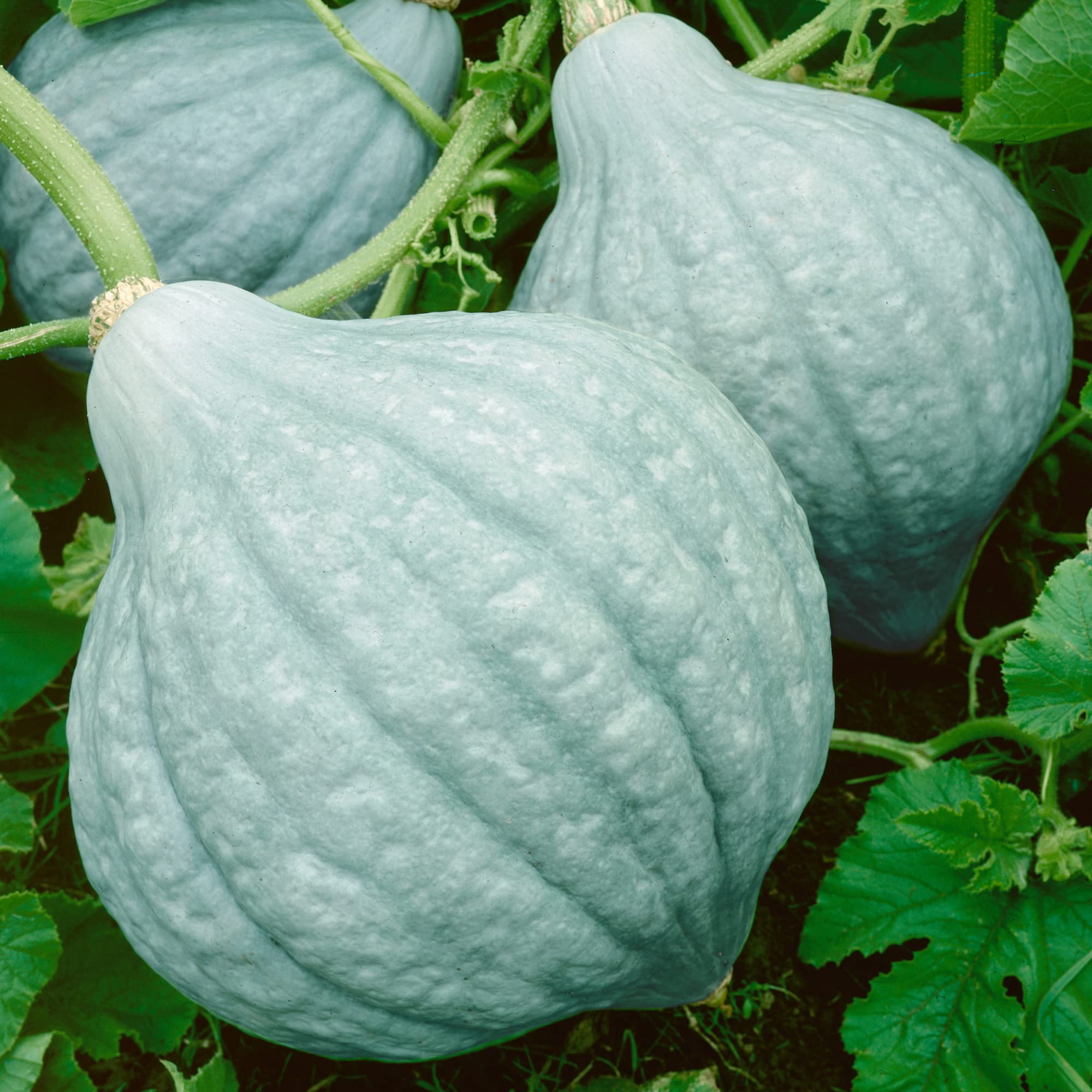Organic Hubbard Blue Winter Squash Seeds - 1 Lb ~2800 Seeds - Non-GMO, Certified Organic, Heirloom - Cucurbita Maxima - Perfect for Vegetable Gardens, Home Farming & Sustainable Agriculture