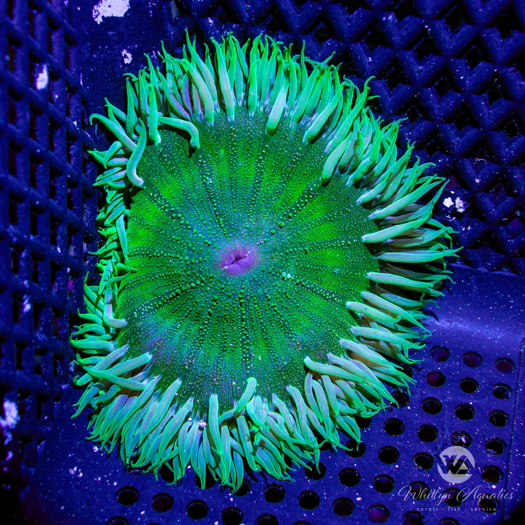 XL Rock Flower Anemone Coral (~3.5 Inch) - Live Saltwater Aquarium Coral for Reef Tanks - Perfect for Nano Tanks, Coral Propagation, and Marine Aquascaping