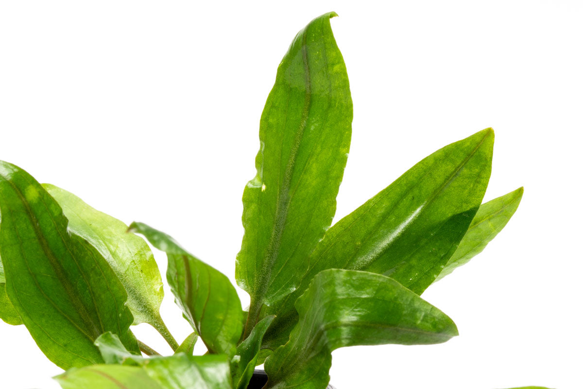 Cryptocoryne Petchii Live Aquarium Plant - Easy Care Freshwater Aquatic Plant for Fish Tanks, Aquascaping & Low Light Aquariums