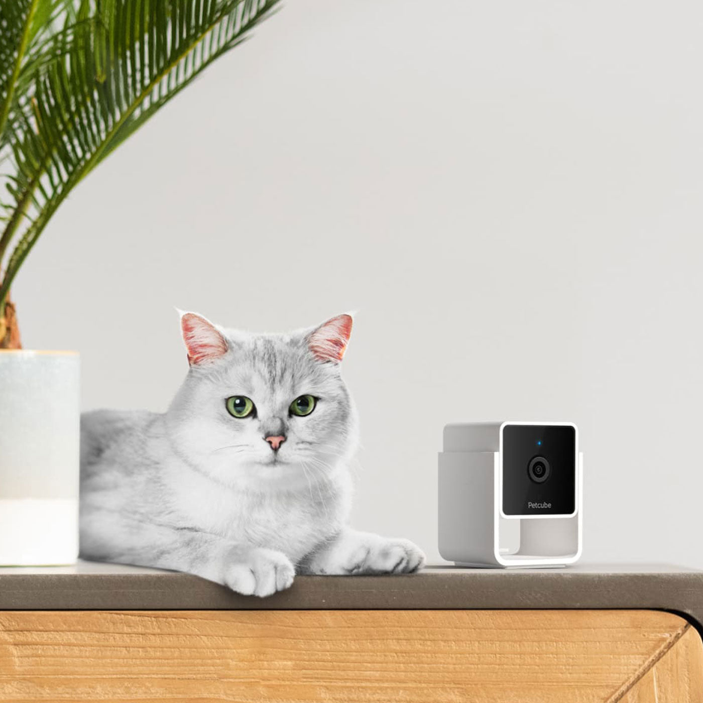 Petcube 2-Way Audio HD Pet Camera with Night Vision - Monitor & Talk to Your Dog or Cat at Home, Day or Night