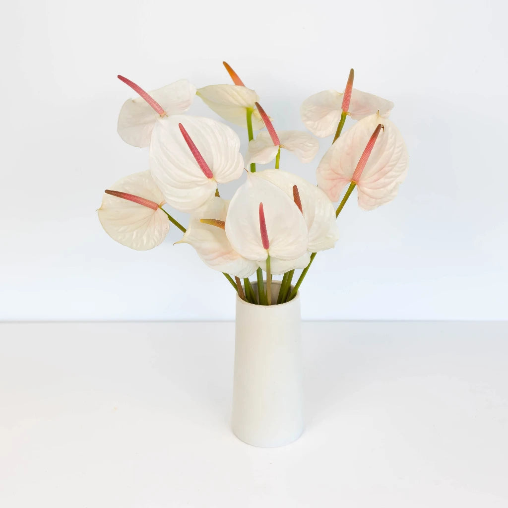 Anthurium Seashell White Tropical Flower - Exotic Live Houseplant for Home & Office Decor - Perfect for Indoor Gardens, Wedding Centerpieces, and Gift Ideas