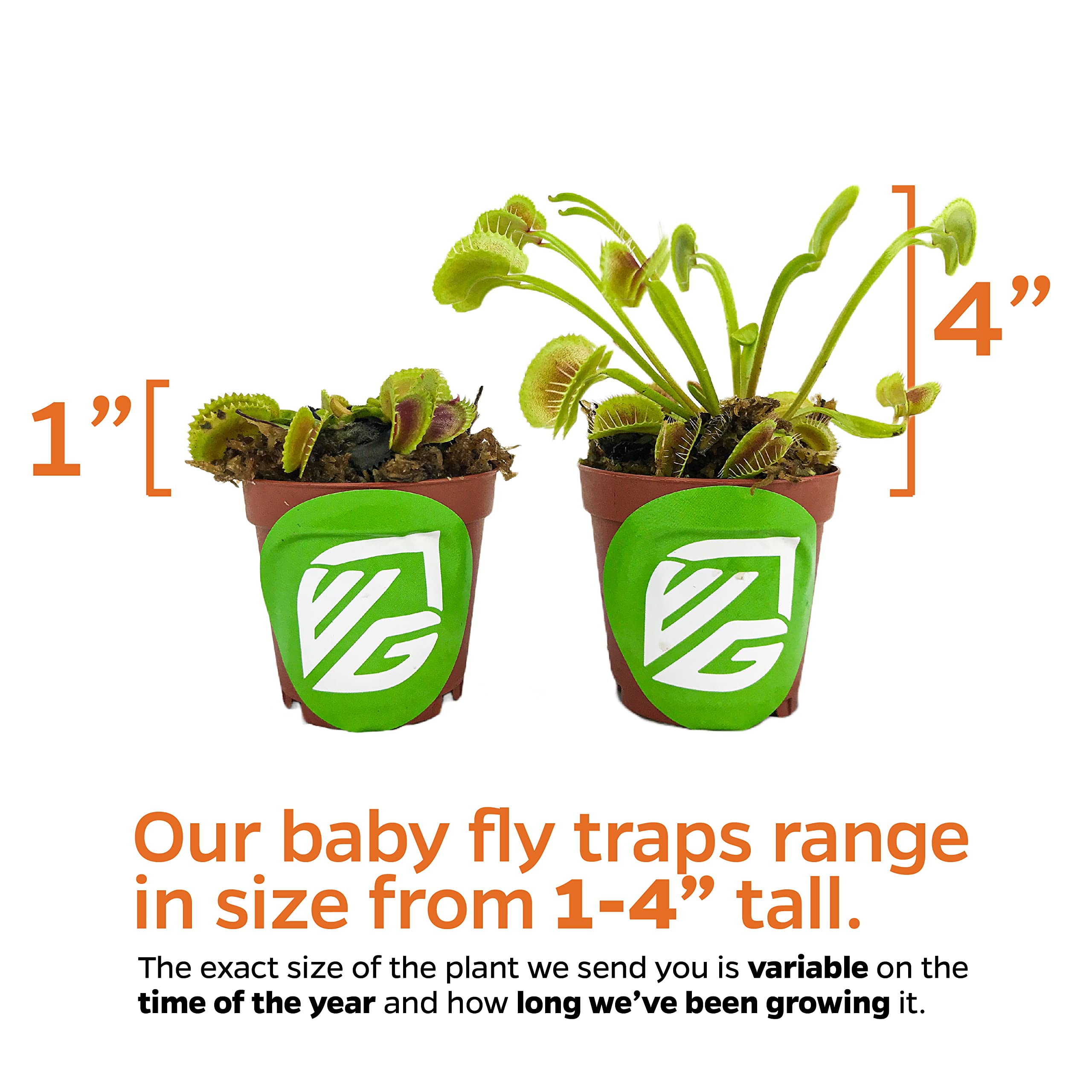 King Henry Venus Fly Trap Live Plant (Dionaea Muscipula) - Carnivorous Indoor & Garden Plant by Wellspring Gardens - Unique Starter Plant for Home, Office, Terrariums & Aquatic Gardens