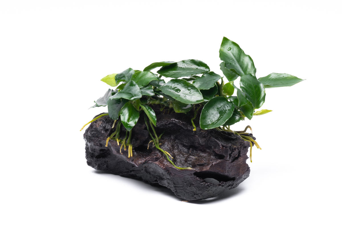 Anubias Nana Long Wavy Driftwood - Live Aquarium Plant for Fish Tank Decor | Perfect for Freshwater Aquascaping, Shrimp Tanks & Natural Aquatic Displays