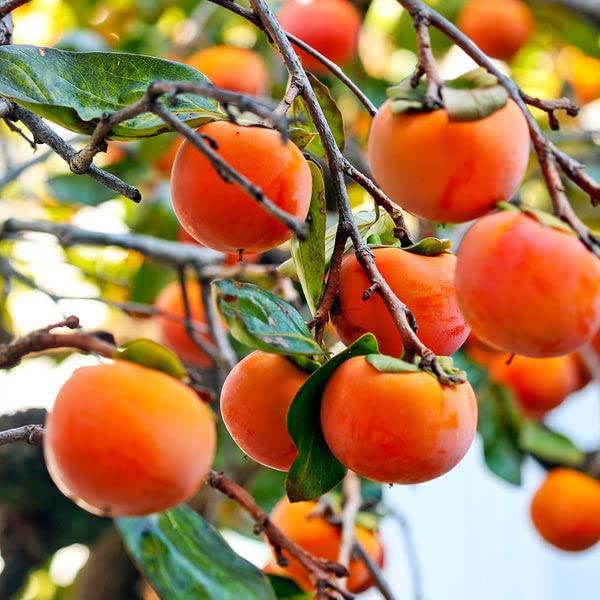 5 Seeds Japanese Persimmon Orange Fruit Tree - Non-GMO Sweet Edible Fruit Plant for Home Garden - Perfect for Landscaping, Fresh Eating & DIY Fruit Preserves
