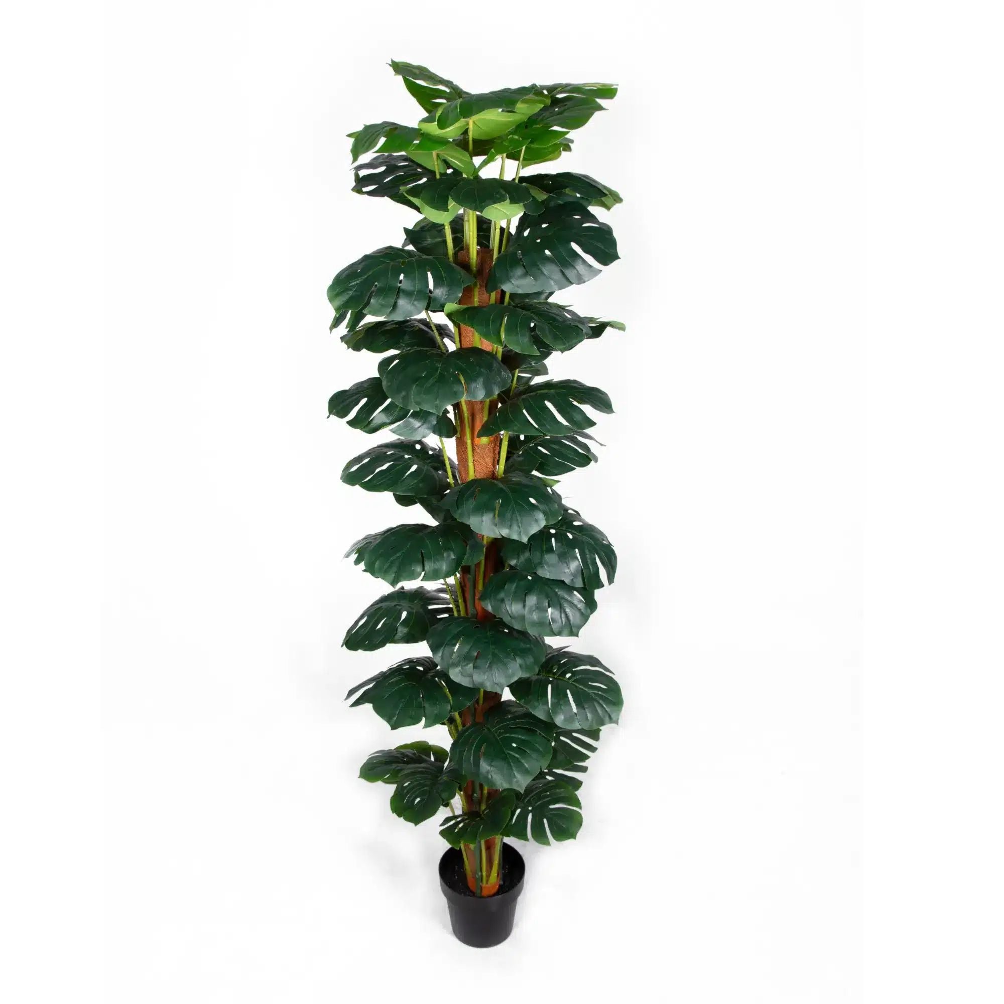 Premium Artificial Monstera Deliciosa Plant - 6ft Tall Fake Money Tree with Decorative Pot - Realistic Faux Greenery for Home Office Decor, Living Room, Wedding Centerpiece & Indoor Plant Lovers