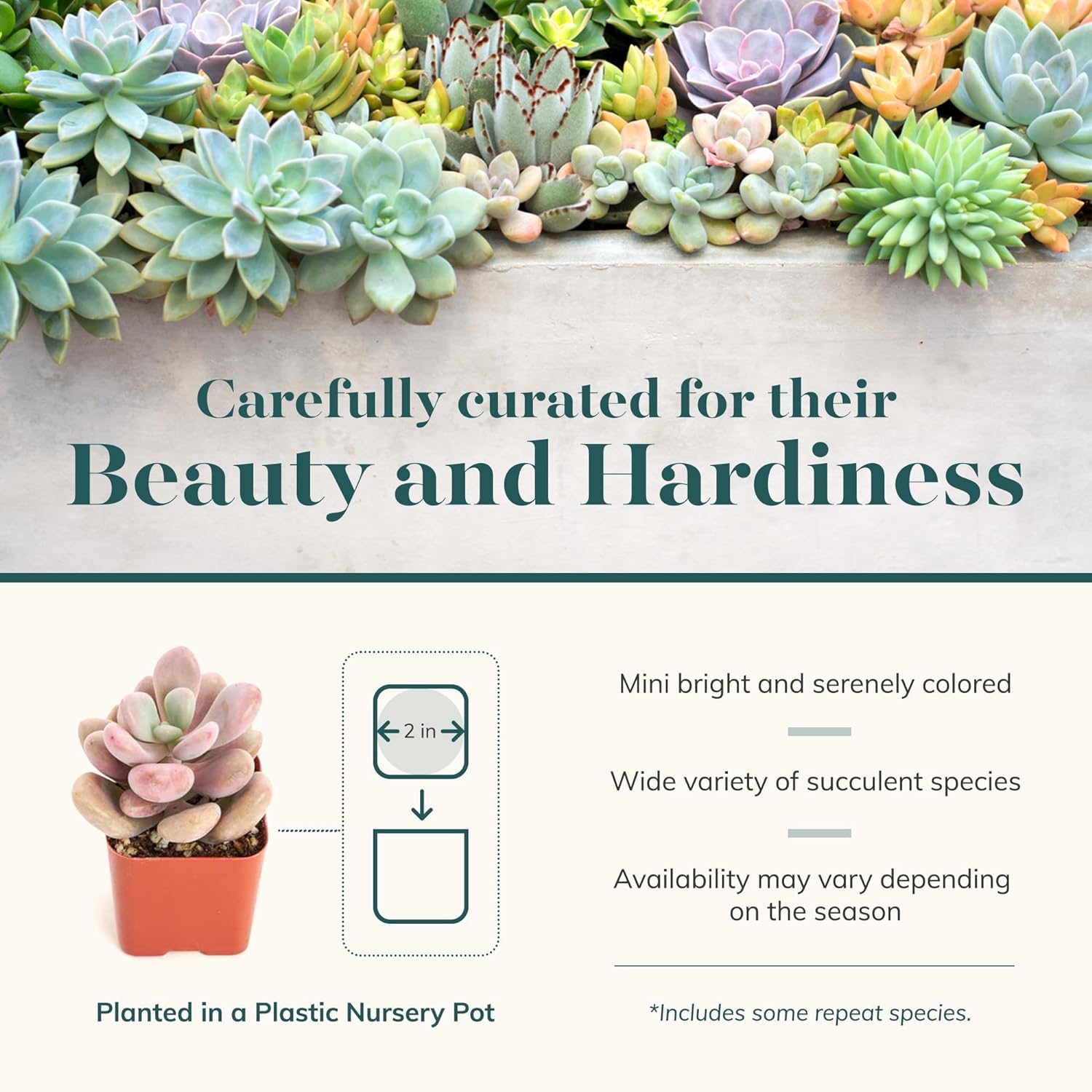 140 Pack Live Indoor Pastel Succulent Plants - Fully Rooted Soft Hue Collection for Home & Office Decor | Shop Succulents for Gifts, Wedding Centerpieces & Terrarium Arrangements