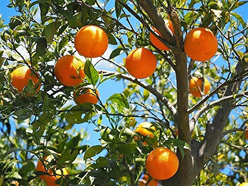 Tangerine Mandarin Orange Citrus Fruit Tree Seeds - Non-GMO, 20 Seeds for Planting - Grow Your Own Sweet & Juicy Oranges at Home | Perfect for Gardens, Patios & Indoor Pots