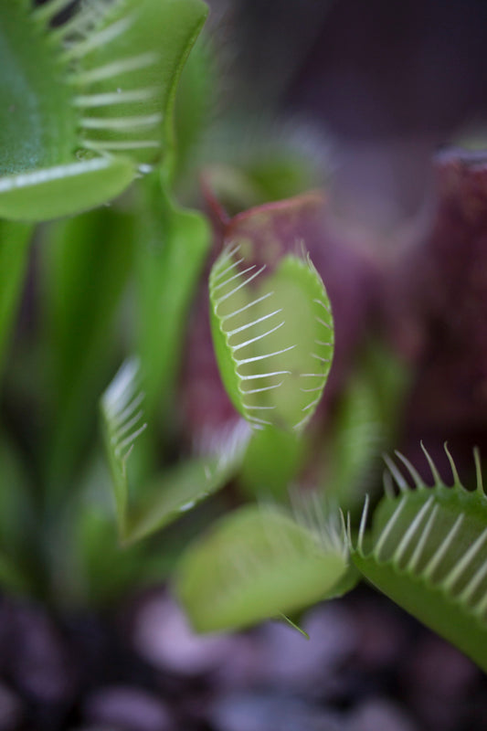 Venus Flytrap (Dionaea Muscipula) - 4 Inch Carnivorous Plant for Natural Pest Control | Perfect for Windowsills, Terrariums & Indoor Gardens