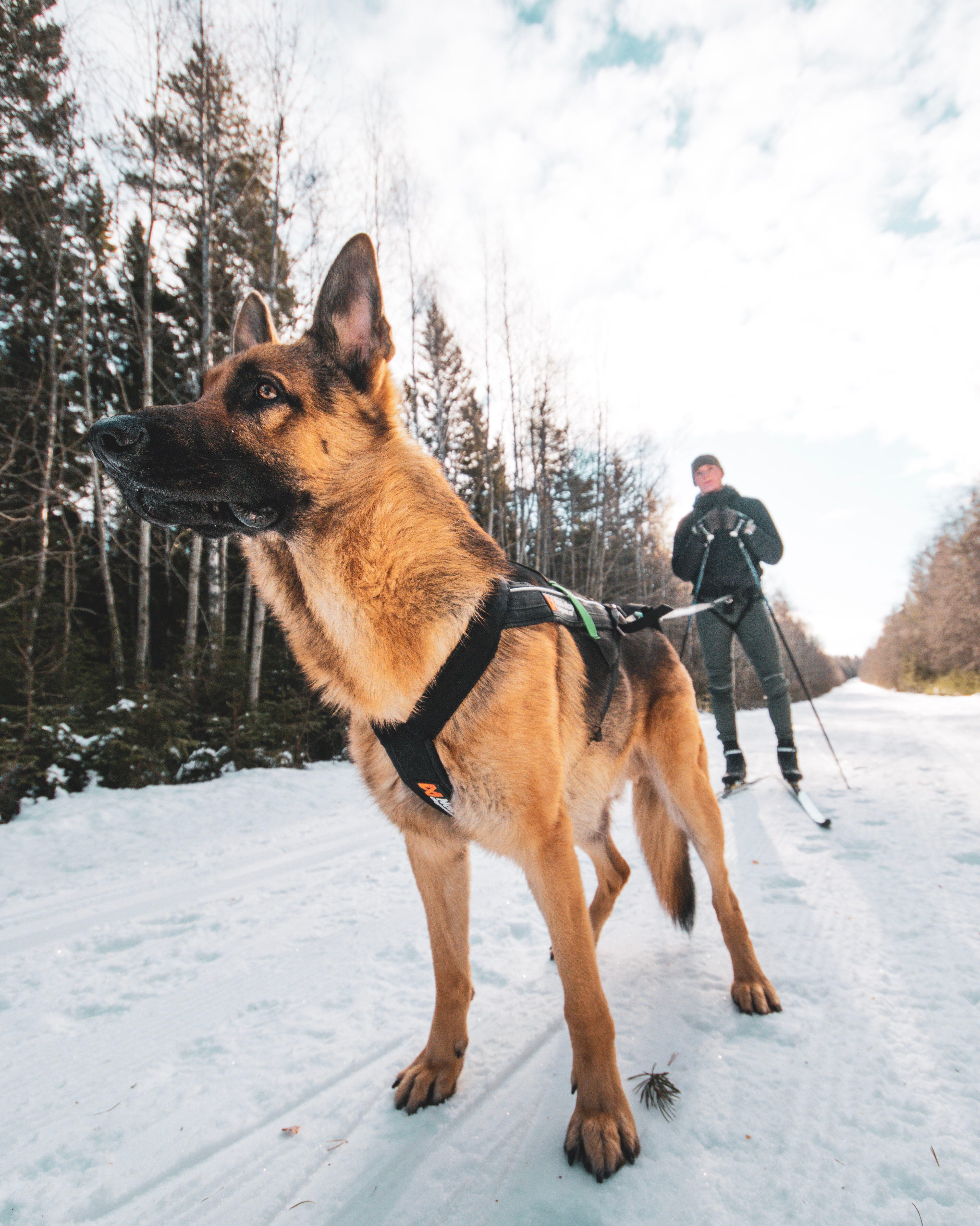 Non Stop Dog Wear Freemotion Harness - Adjustable No-Pull Dog Harness for Medium & Large Dogs - Reflective & Padded for Comfort - Perfect for Walking, Running & Outdoor Adventures