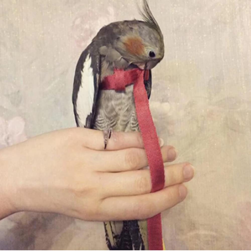 Adjustable Parrot Harness and Leash - Anti-Bite Bird Flight Training Supplies for Conures, Budgies, Lovebirds, Cockatiels & Mynahs - Outdoor Flying Rope (Medium, Red) - Perfect for Safe Outdoor Adventures and Flight Training