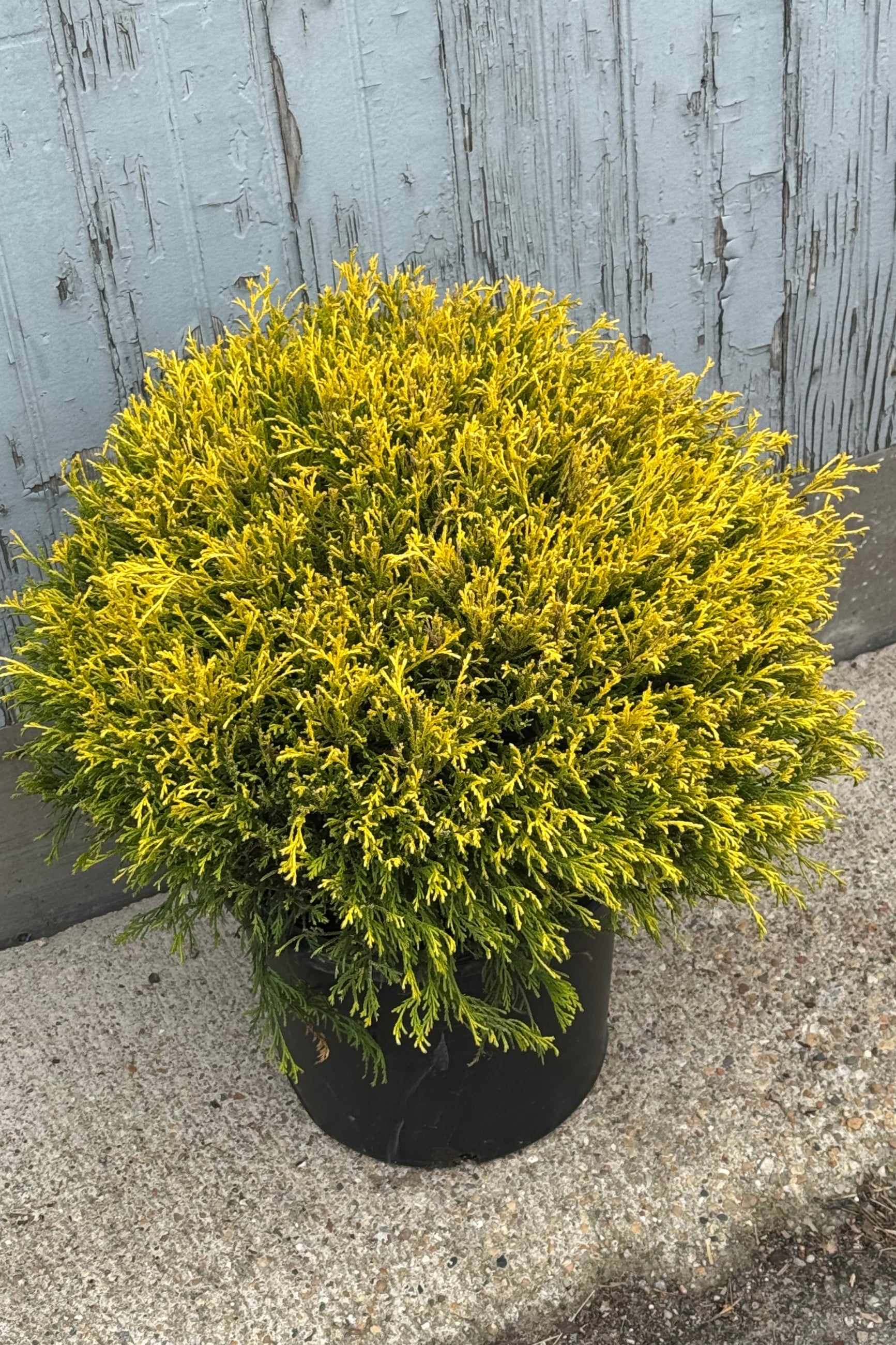 Golden Mop False Cypress (Chamaecyparis pisifera) - #5 Container Size | Evergreen Shrub for Landscaping, Garden Borders & Container Gardening