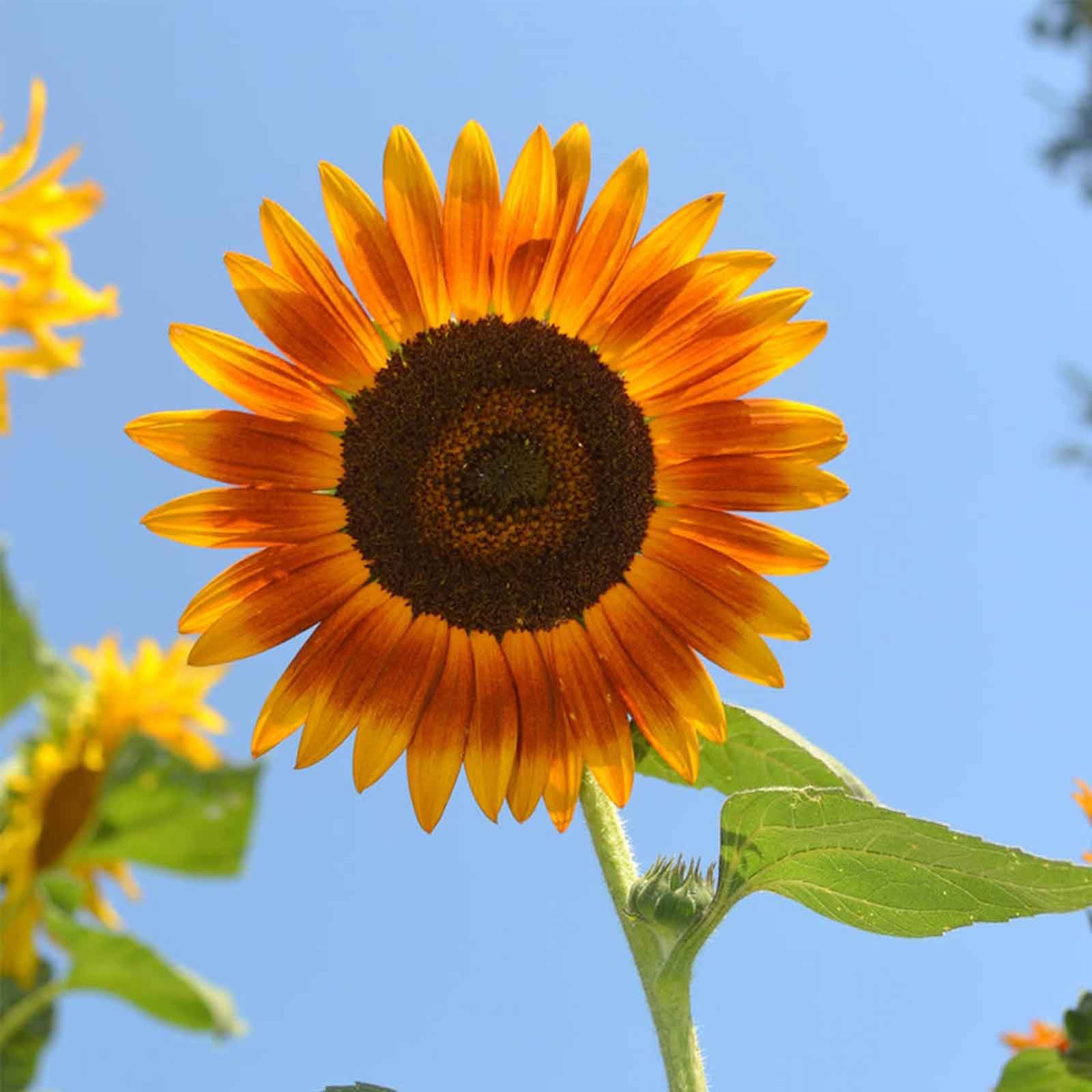 Red Sun Sunflower Seeds (Helianthus annuus) - 4g Packet ~80 Seeds - Annual Wildflower Garden Seeds for Planting, Landscaping & Pollinator Gardens - Attracts Bees & Butterflies