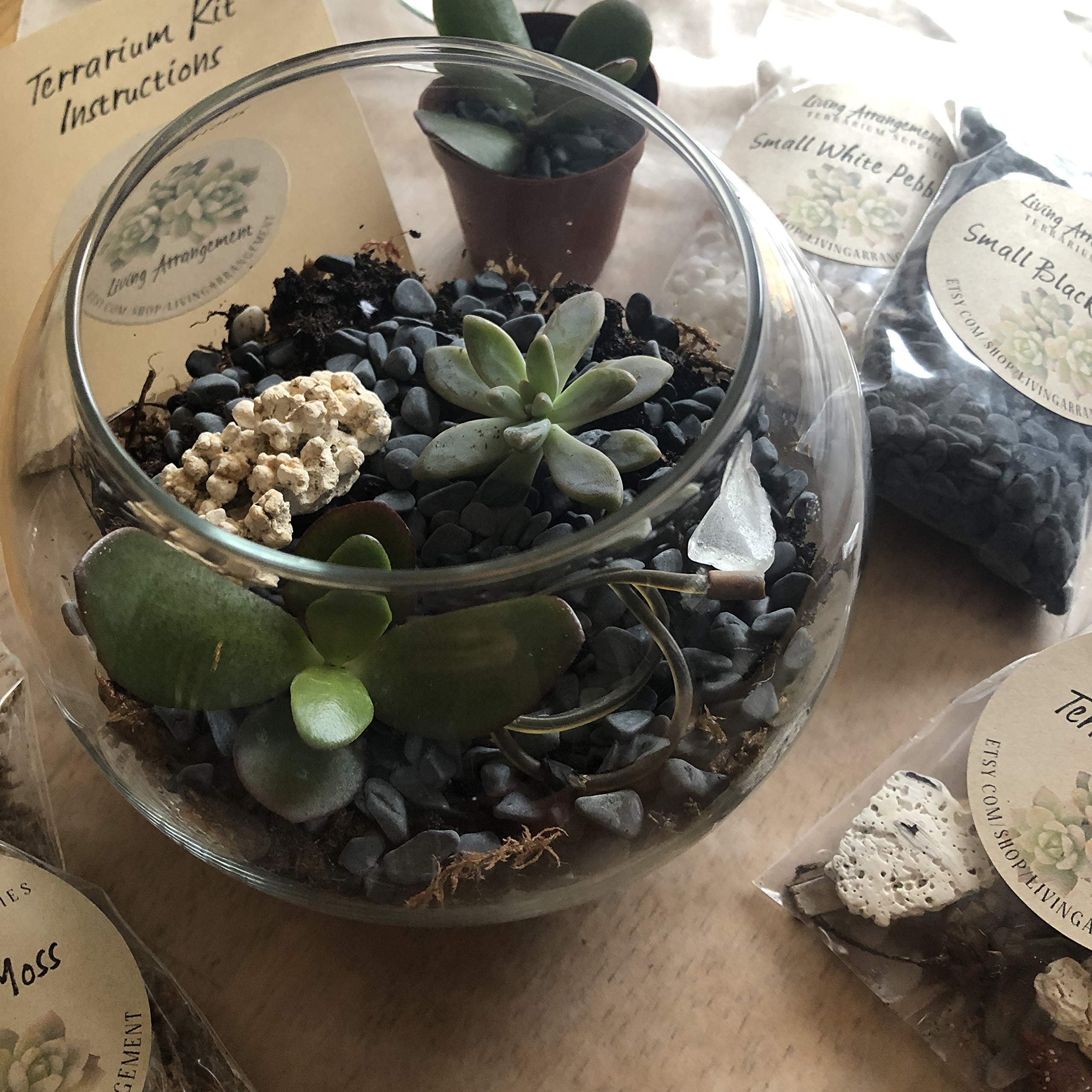 Complete DIY Terrarium Kit with Glass Jar, Plants & Decor - Create Your Own Mini Garden | Perfect for Home Decor, Office Desk & Gift Giving