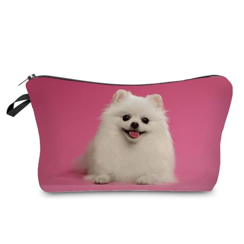 Pomeranian 03