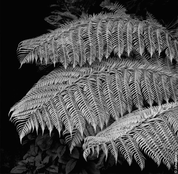 Kodak Professional T-Max 400 ISO 35mm Black & White Film Roll (36 Exposures) - Perfect for Street Photography, Landscape & Low Light Shooting