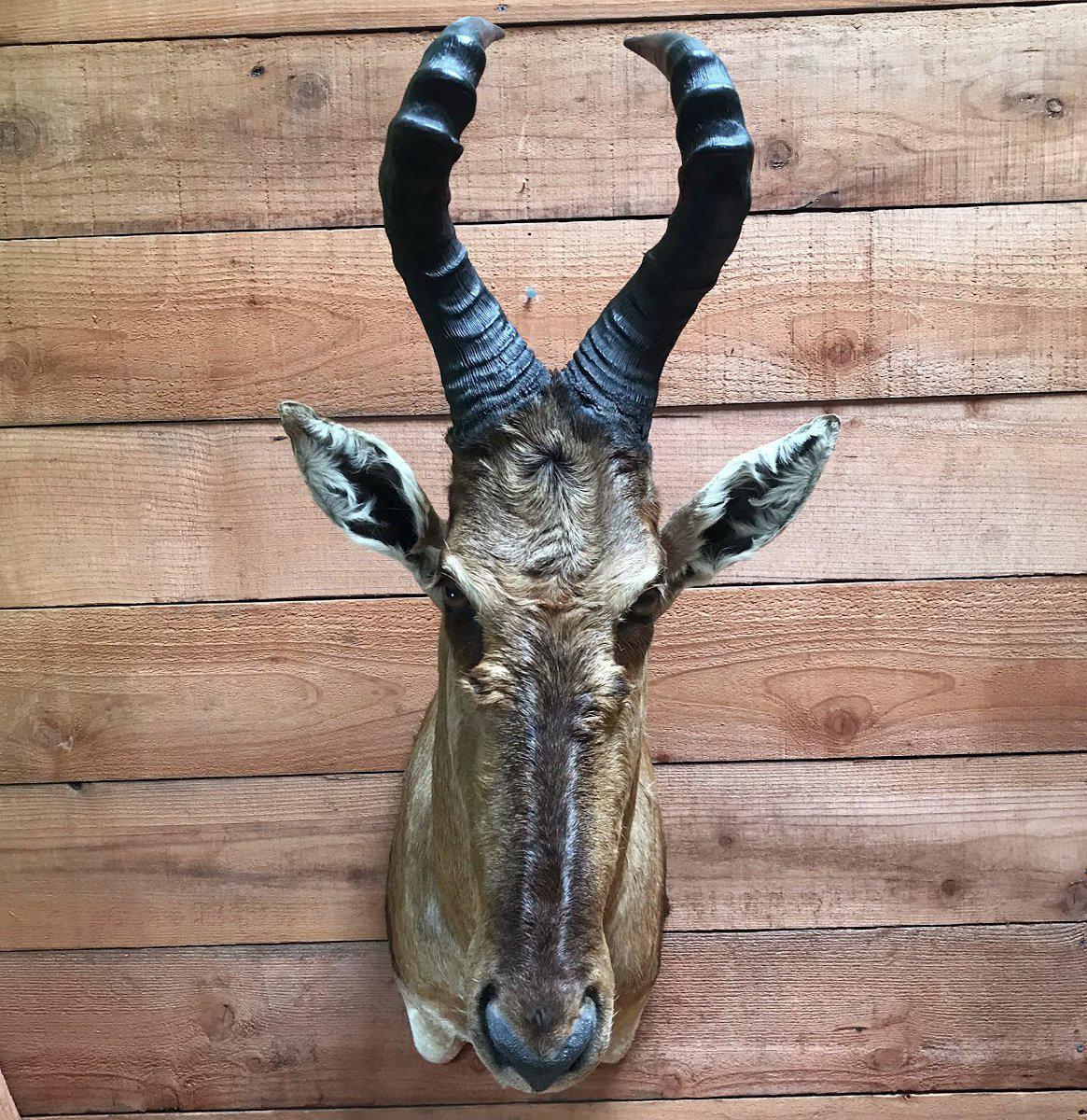 Red Hartebeest Taxidermy Mount - Realistic African Antelope Trophy Head for Hunting Lodge & Home Decor