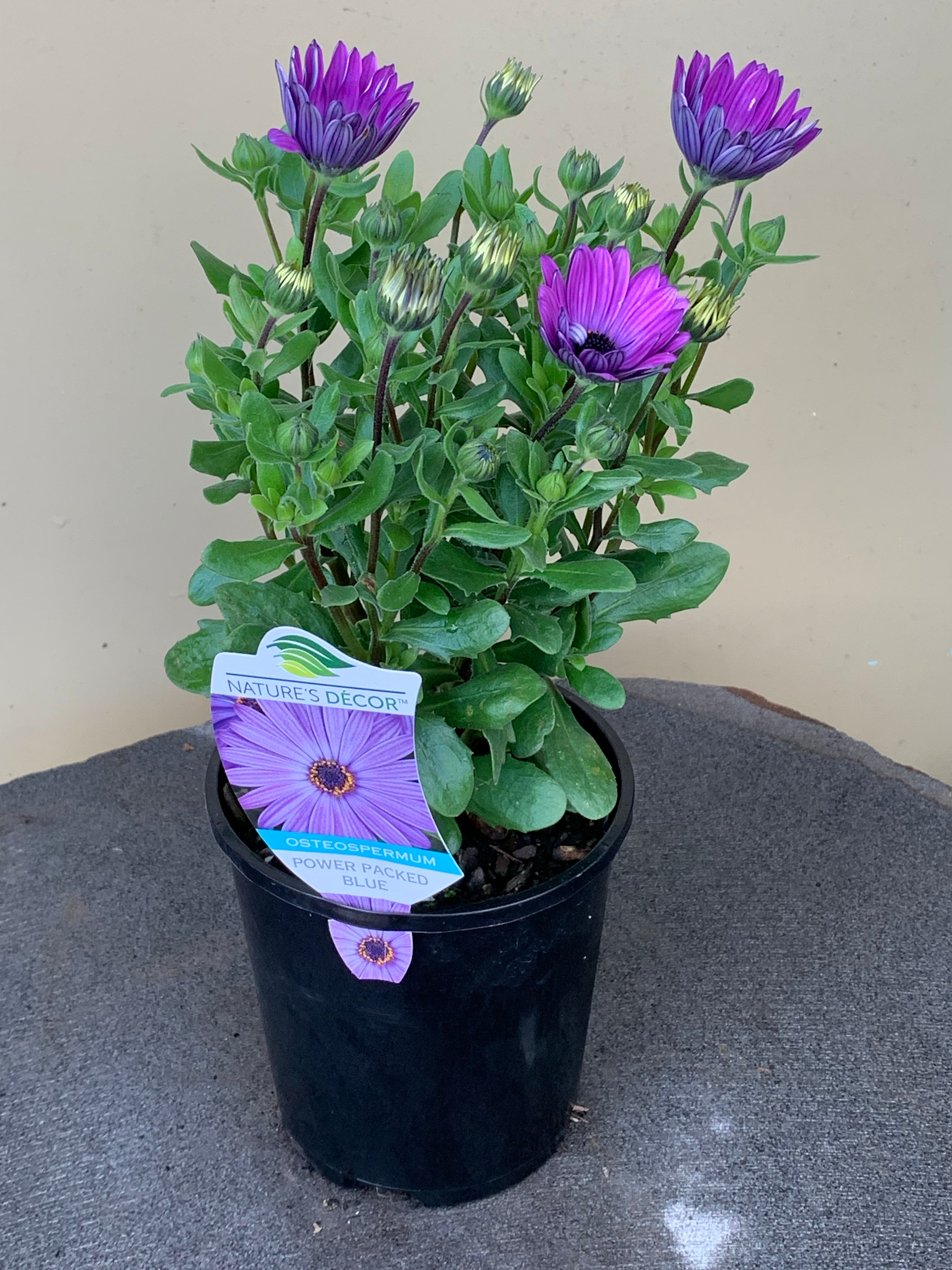 Osteospermum ‘Power Packed Blue’ African Daisy Seeds - Vibrant Blue Flowers for Garden Beds, Borders & Containers | Perfect for Pollinator Gardens & Sunny Landscapes