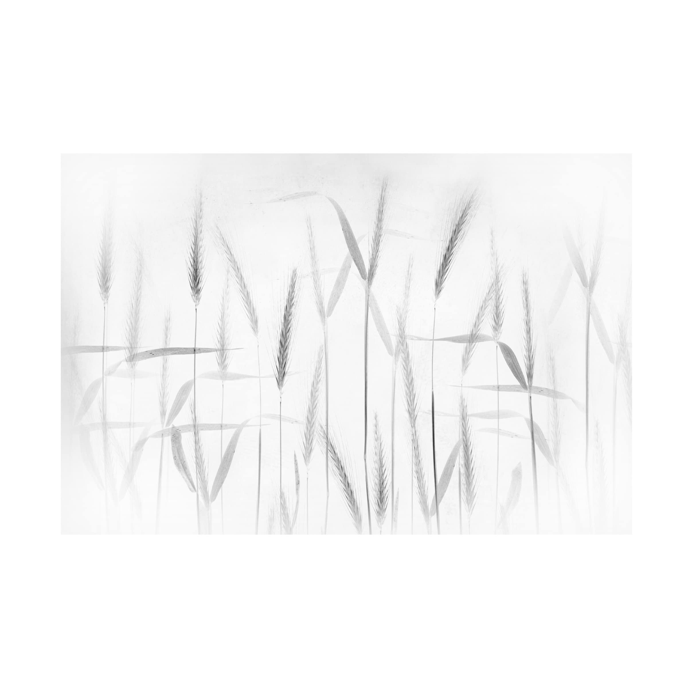 Trademark Fine Art 'Corn Art' Canvas Print by Greetje Van Son - Stunning Farmhouse Wall Decor for Living Room, Bedroom & Office