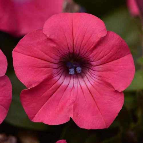 Outsidepride 30 Seeds Annual Spreading Tidal Wave Hot Pink Petunia Flower Seeds for Planting - Perfect for Garden Beds, Hanging Baskets & Container Gardening