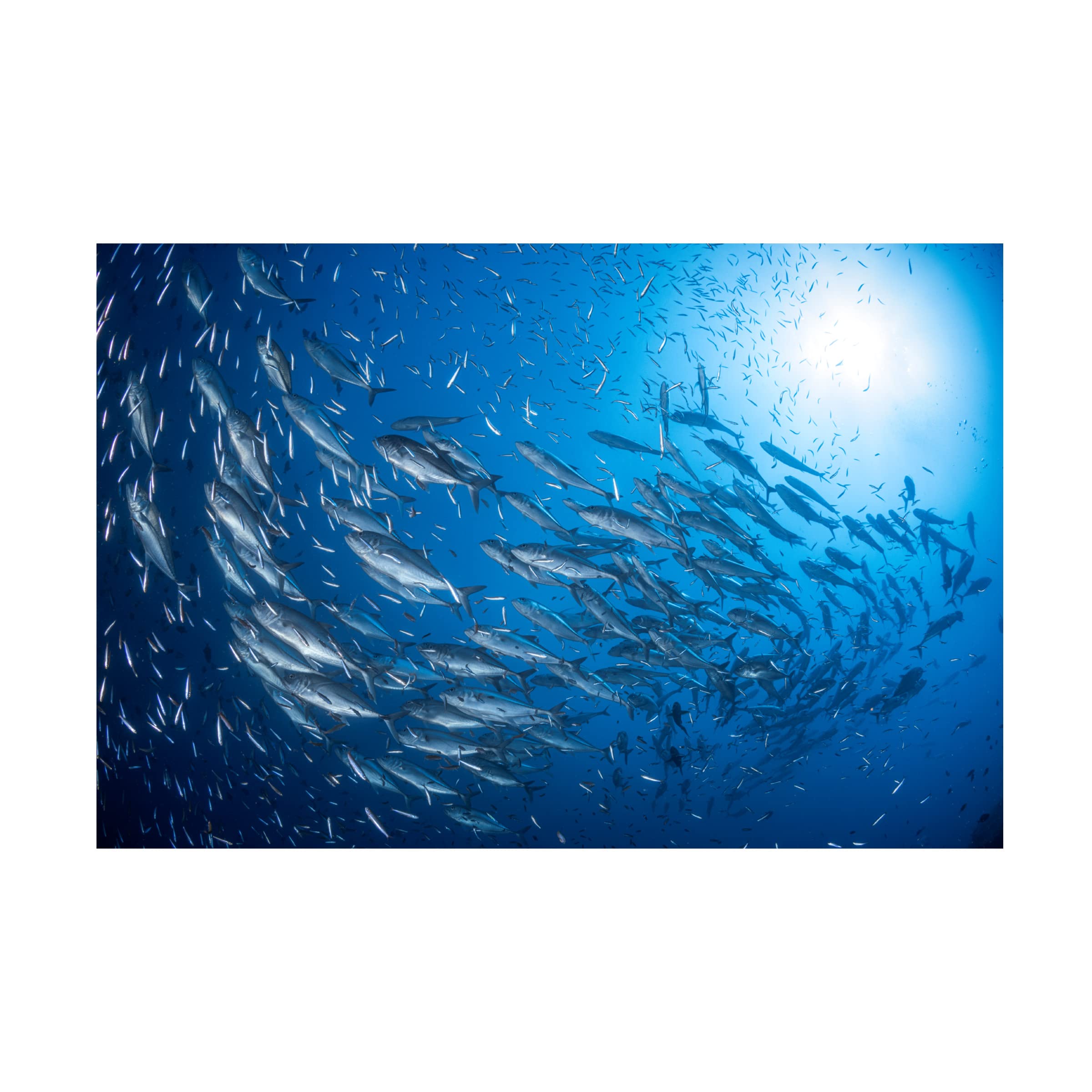 Barathieu Gabriel 'A School Of Trevaly' Canvas Wall Art Print - Tropical Fish Ocean Painting for Living Room, Bedroom & Office Decor