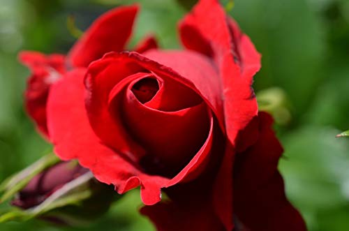 20x30 Inch Laminated Red Rose Bloom Poster - Vibrant Floral Wall Art for Home Decor, Living Room, Bedroom & Office - Fits Standard Frames