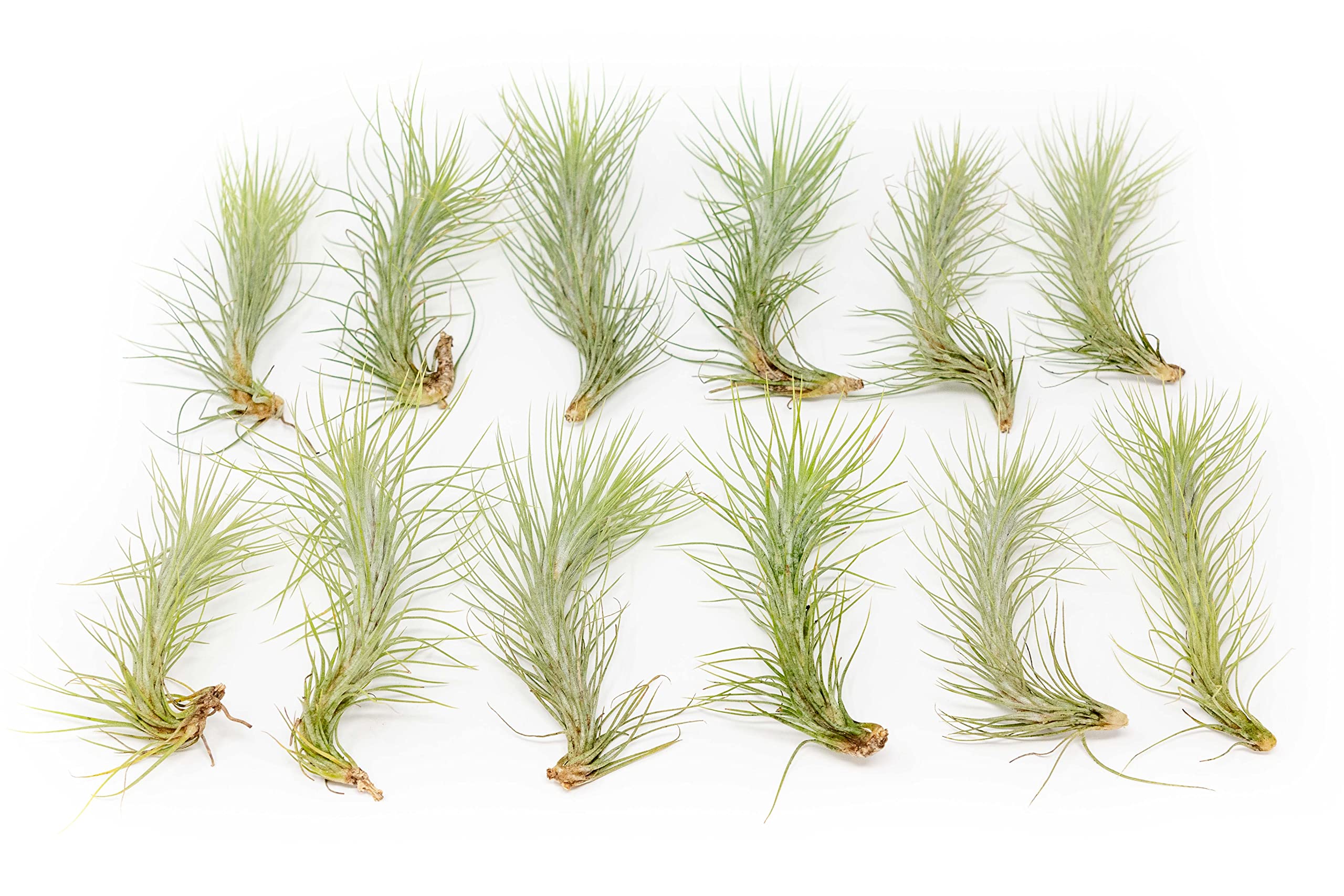 12 Pack Air Plant Funkiana Tillandsia - Wholesale Bulk Live Succulent House Plants for Home & Garden Decor - Low Maintenance Indoor & Outdoor Plants - Perfect for Terrariums, Office Desks & Wedding Centerpieces
