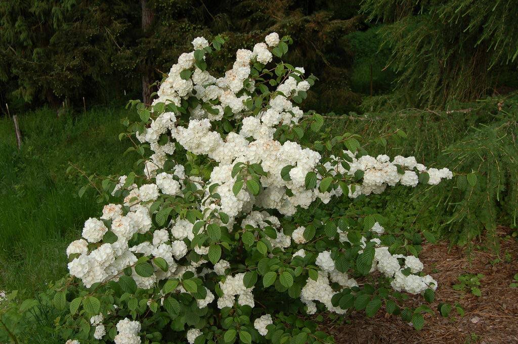 Japanese Snowball Bush (Viburnum Popcorn) - 3 Established Plants in 2.5