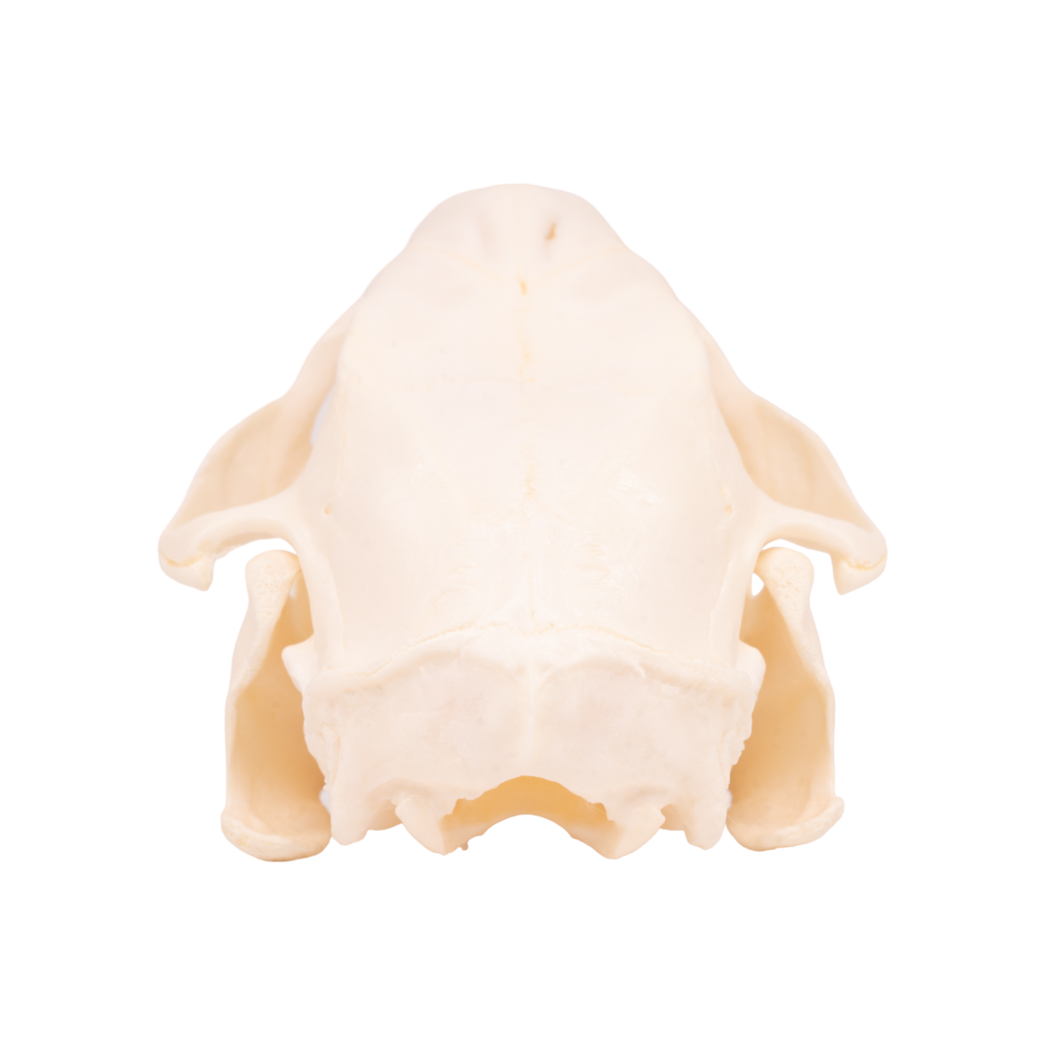 Authentic North American Porcupine Skull - Adolescent Specimen for Science Study, Taxidermy Collection & Gothic Decor | Perfect for Biology Classrooms, Oddity Cabinets & Halloween Displays