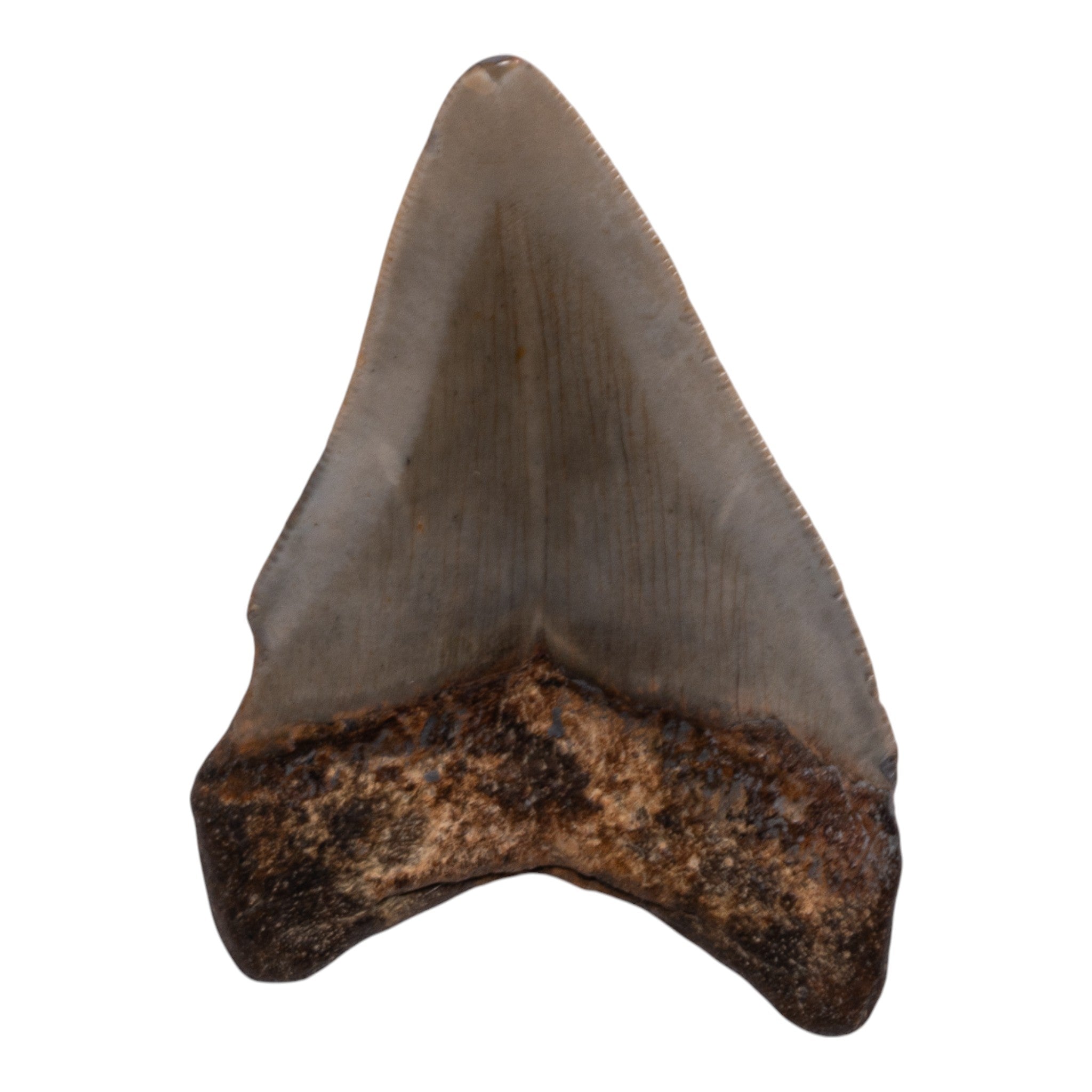Genuine Megalodon Tooth Fossil - Authentic Shark Tooth Collectible for Paleontology Enthusiasts - Perfect for Display, Jewelry Making, and Educational Purposes