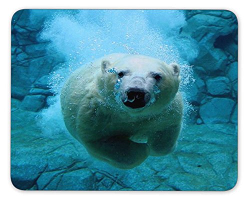 Polar Bears in The Water