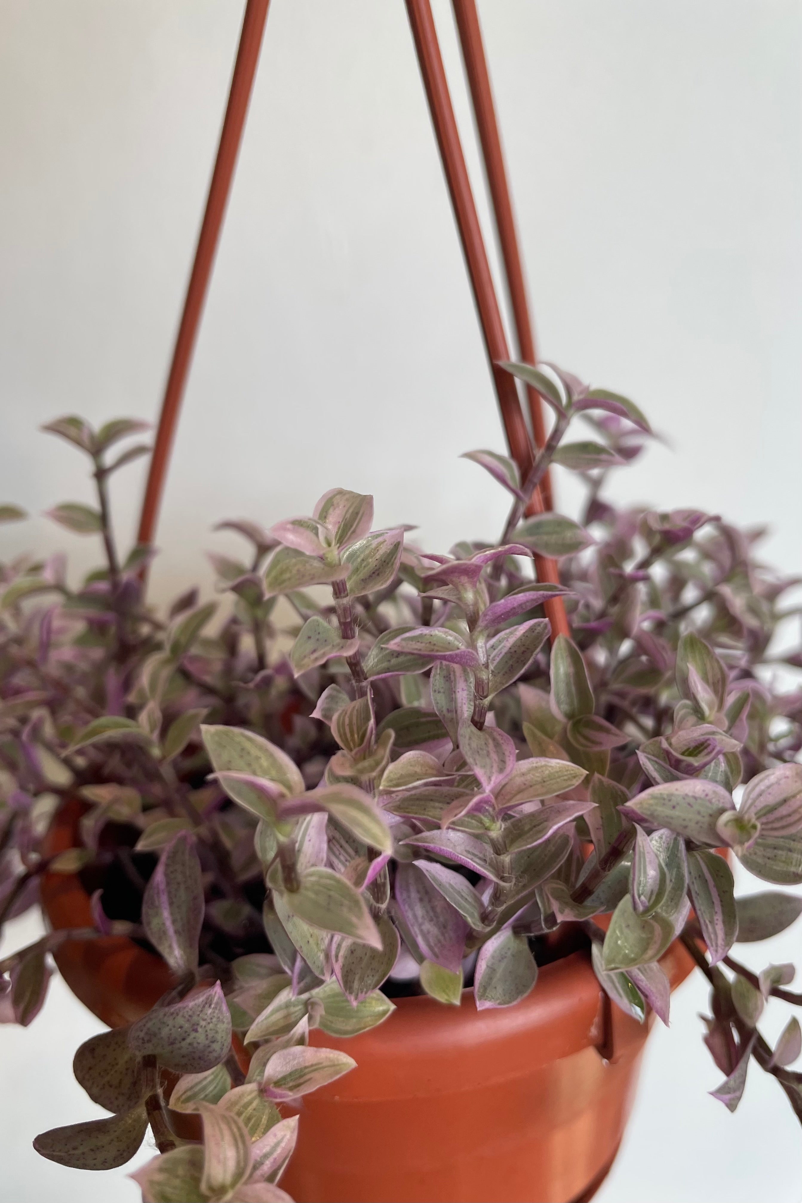 Pink Panther Callisia Repens - 4 Inch Hanging Basket Plant for Home Decor, Office & Indoor Gardening | Perfect for Shelves, Balconies & Gift Giving